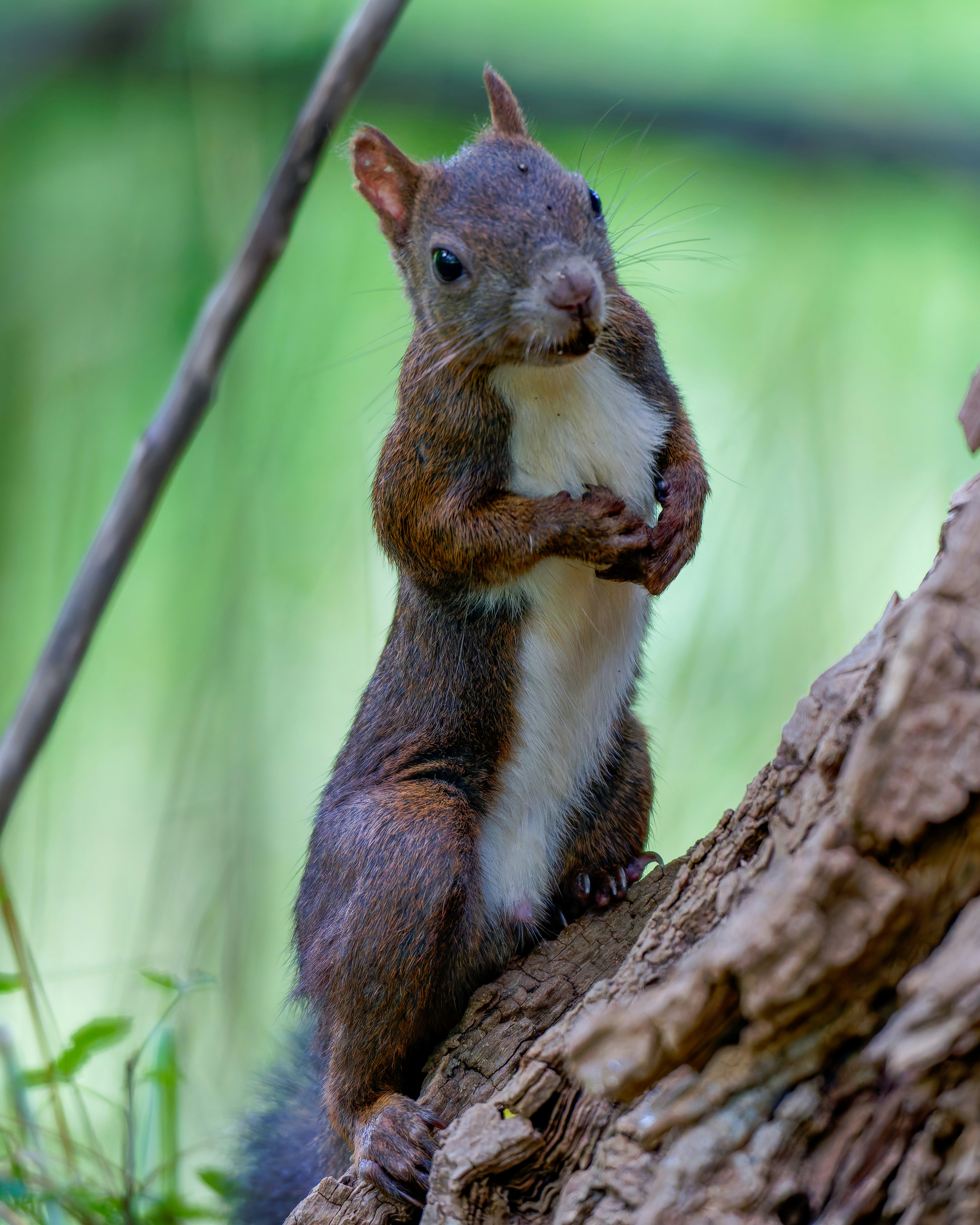Ezo-Siebenschläfer? (Ezo-Squirrel) am Ast festklammernd