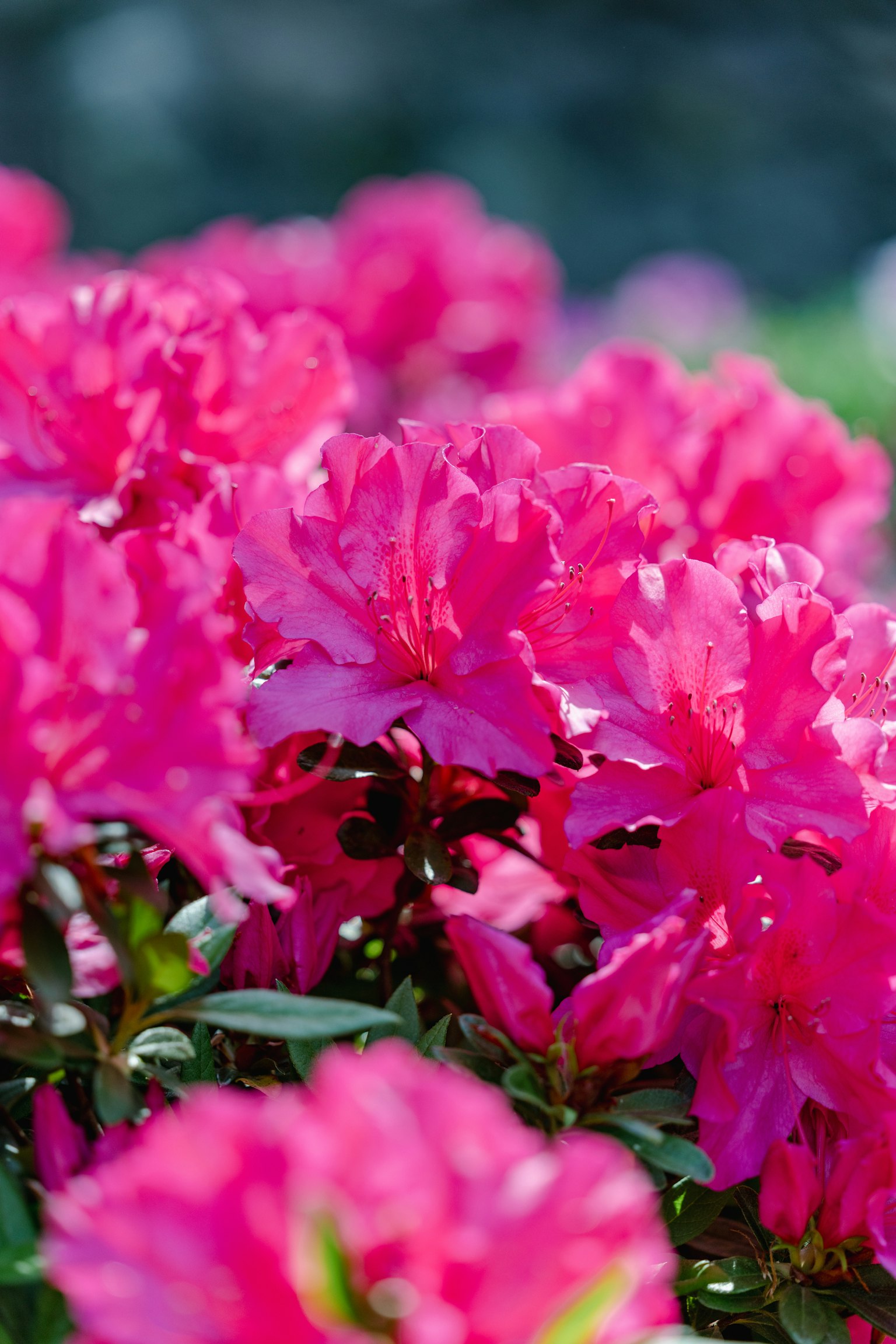 Nahaufnahme von lebhaften rosa Azaleenblüten in voller Blüte