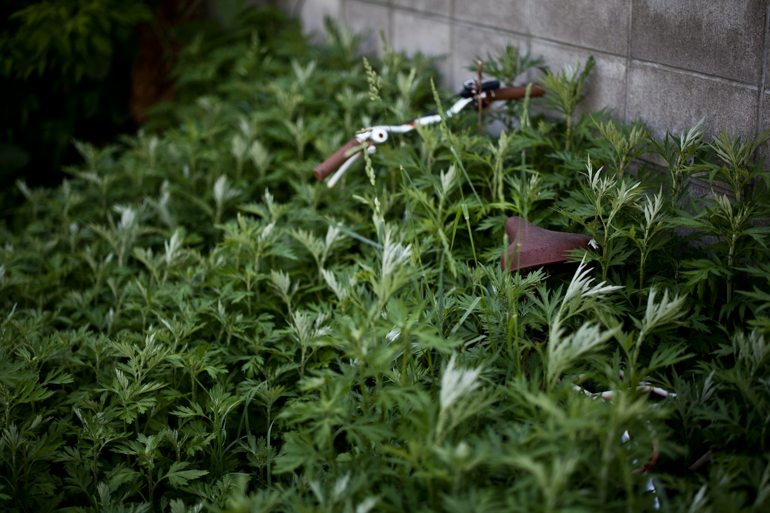 一辆部分隐藏在墙边郁郁葱葱的绿色植物中的自行车