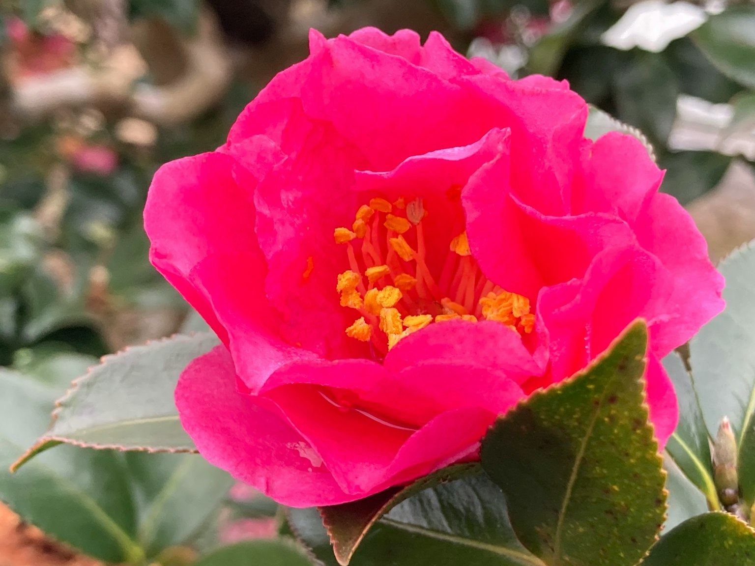 Flor de camelia rosa vibrante en plena floración
