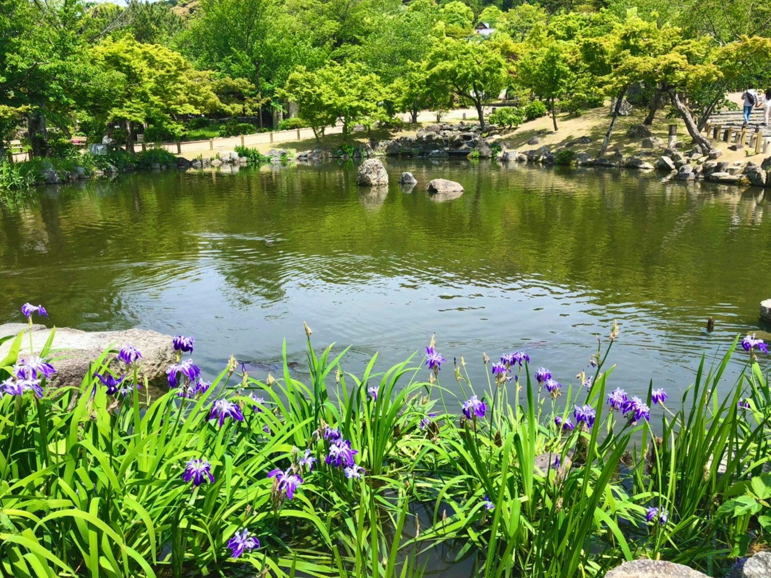 Üppige Parkszene mit einem ruhigen Teich, umgeben von lila Blumen