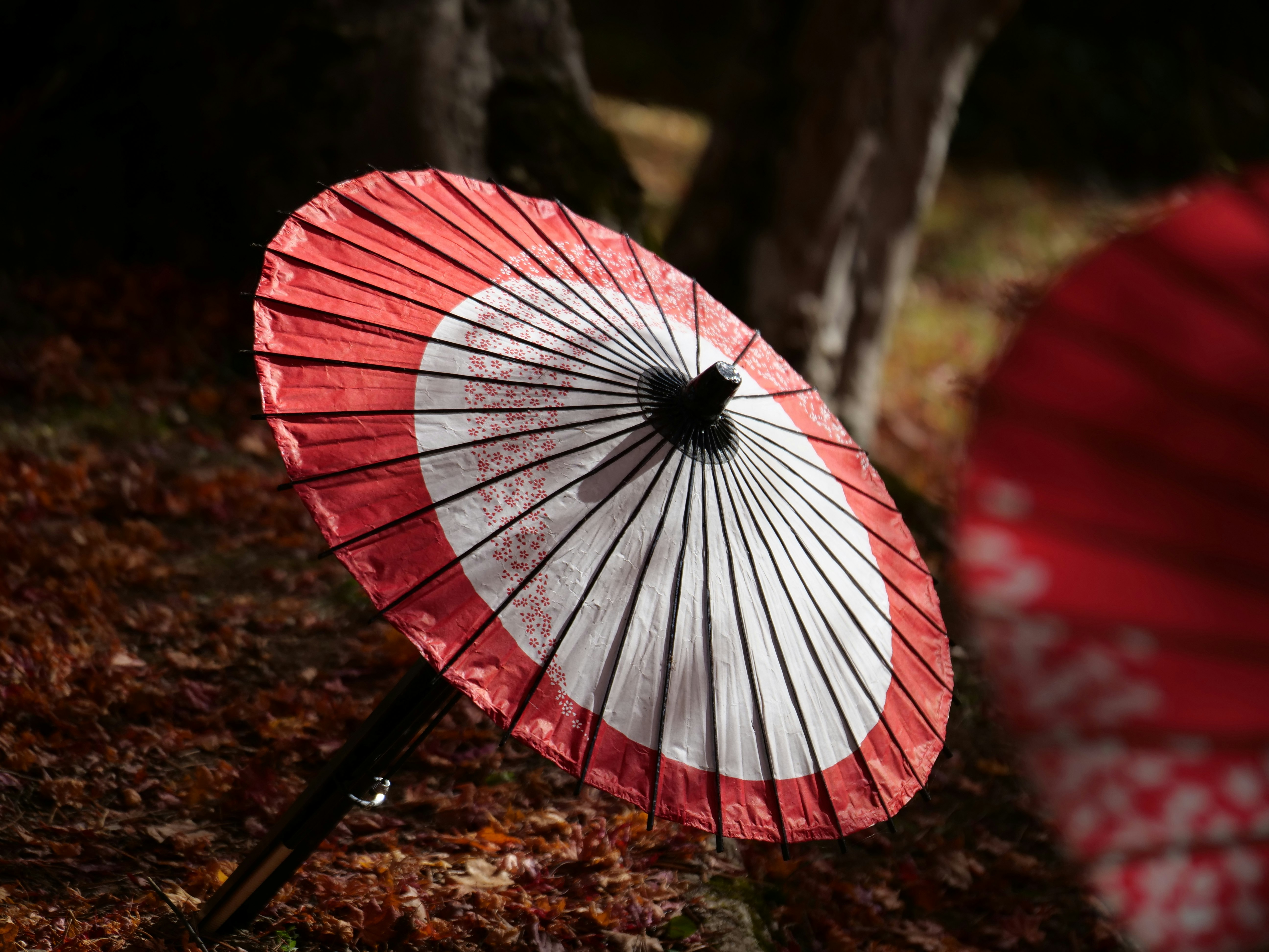 土津神社の参道で赤い和傘をさす人
