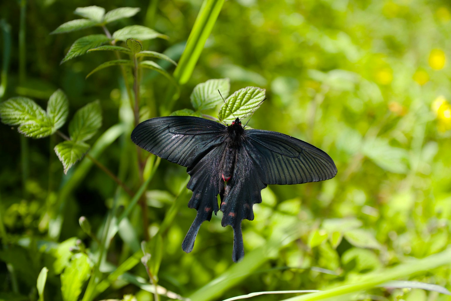 Una mariposa negra descansando sobre hojas verdes