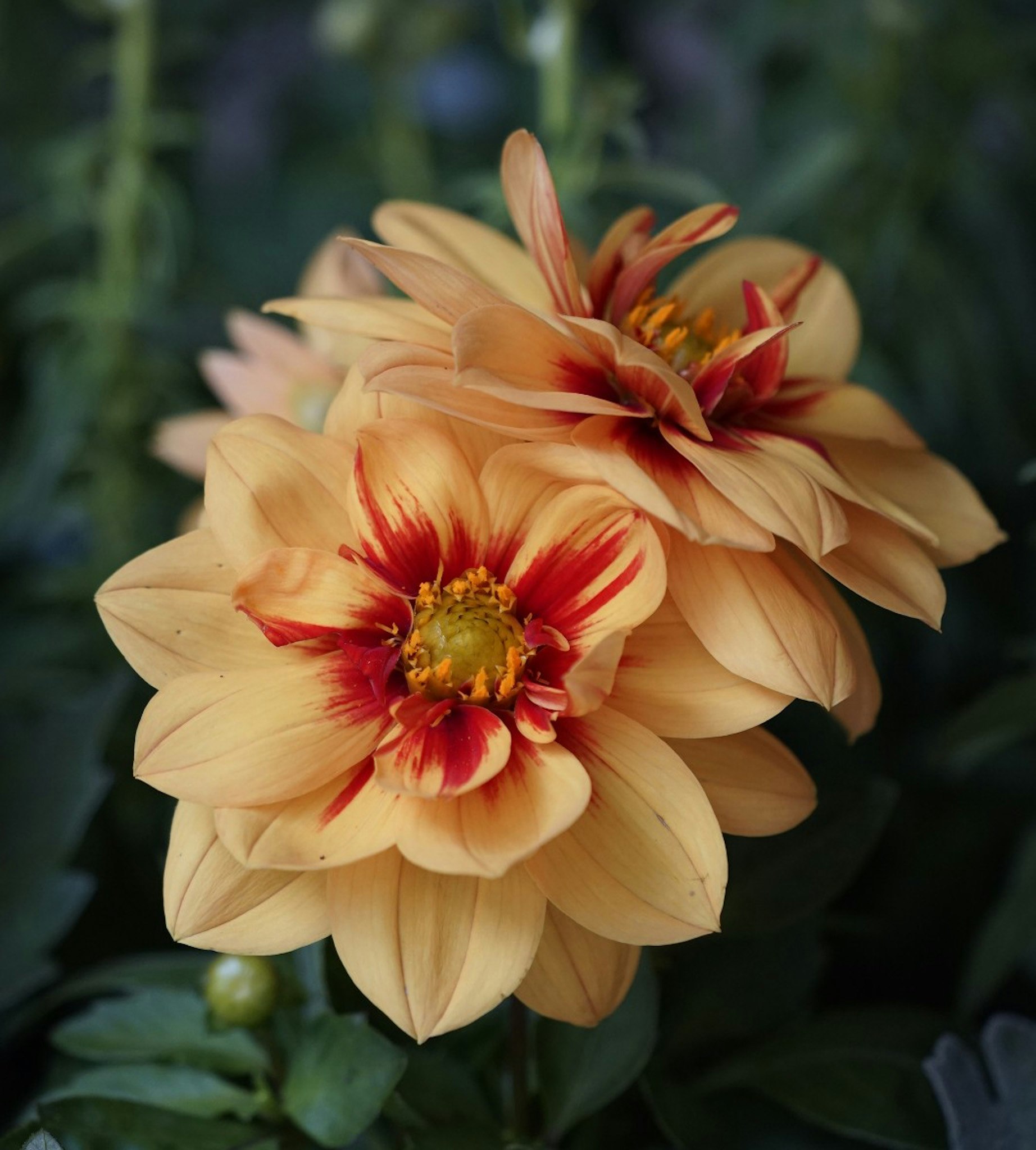 Primo piano di un fiore di dalia
