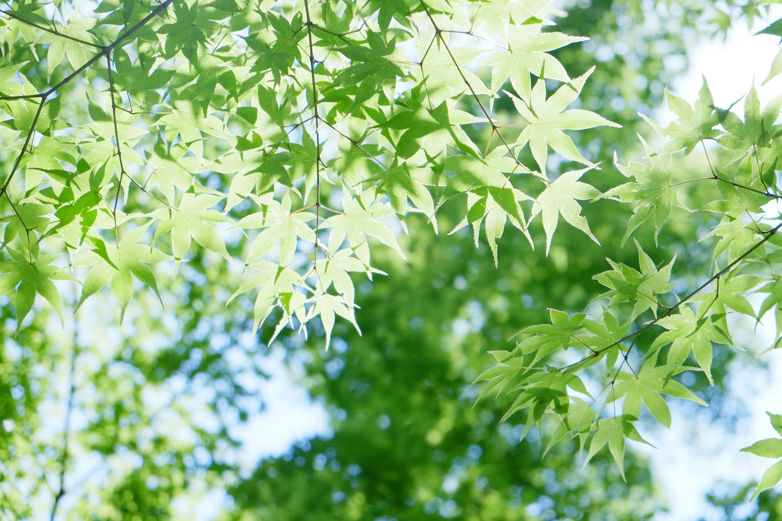 Daun maple hijau cerah yang diterangi sinar matahari