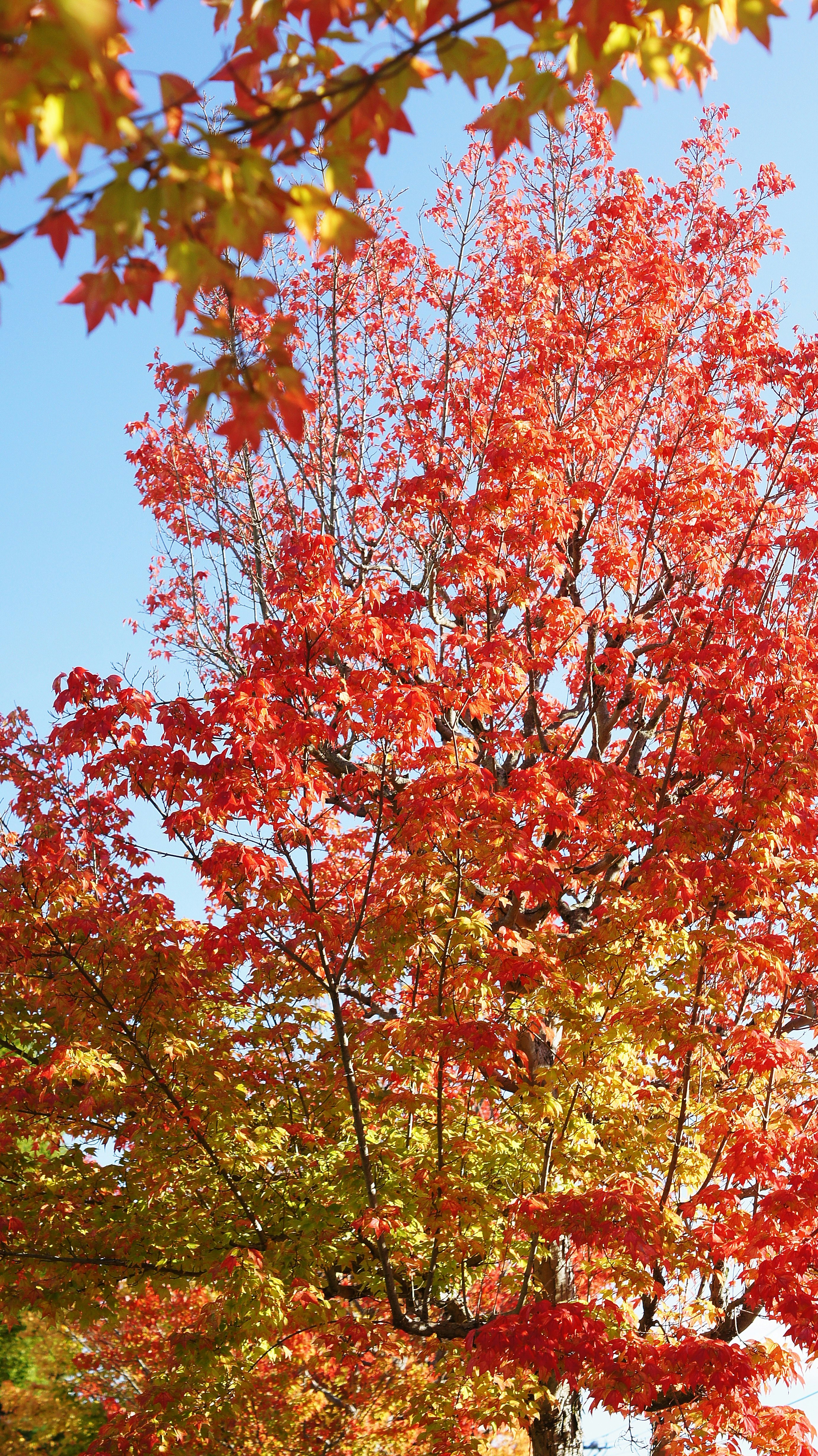 紅葉の並木道に広がるトウカエデの街路樹