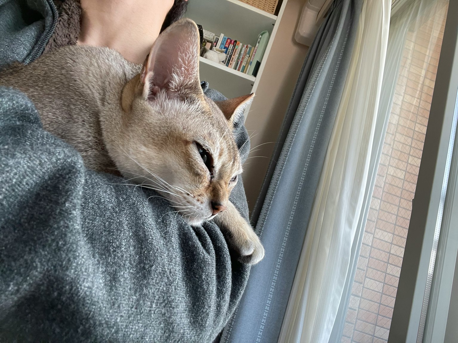 一只放松的猫在室内一个人的怀里休息