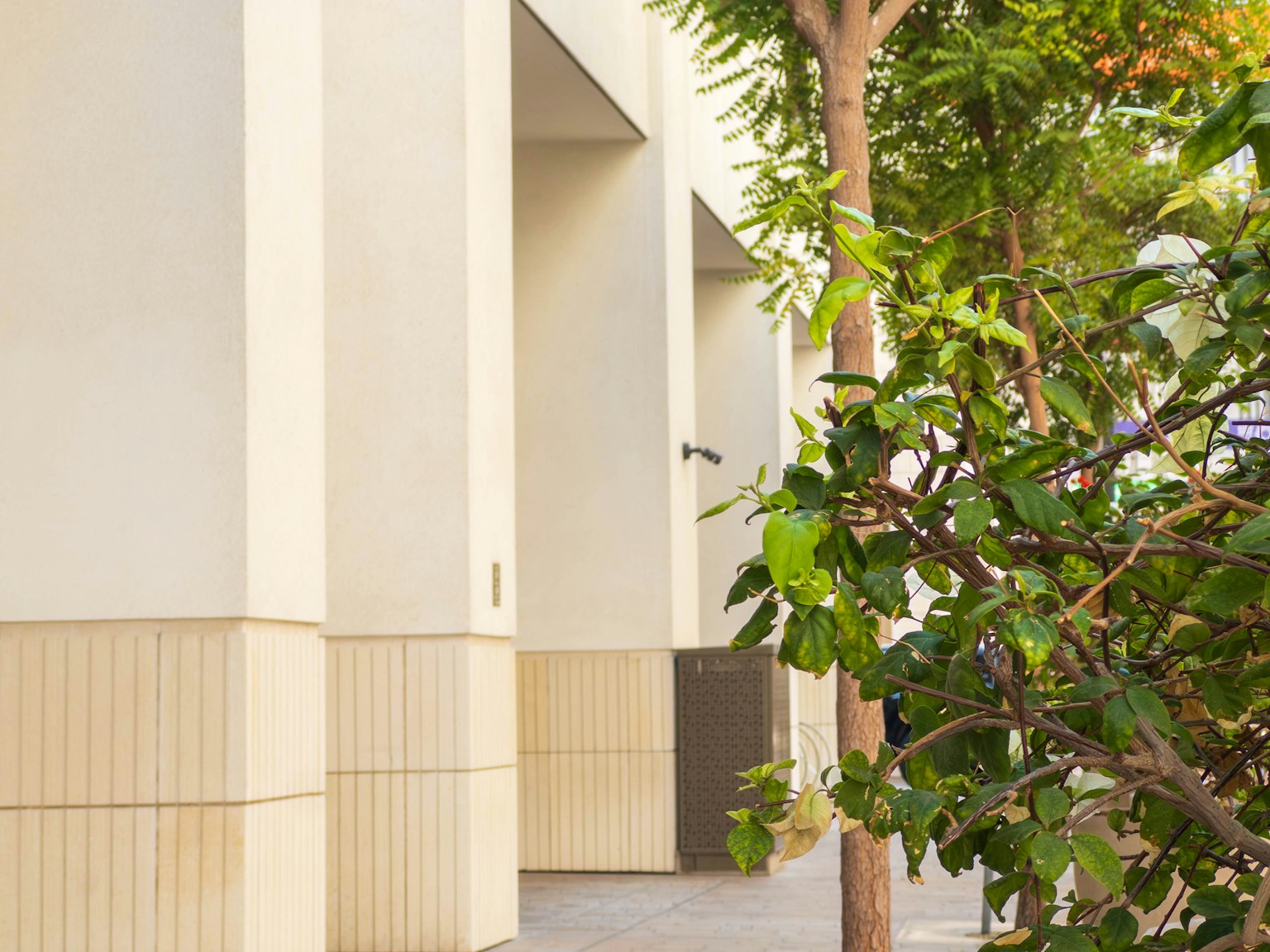 A light-colored building wall with greenery in the foreground