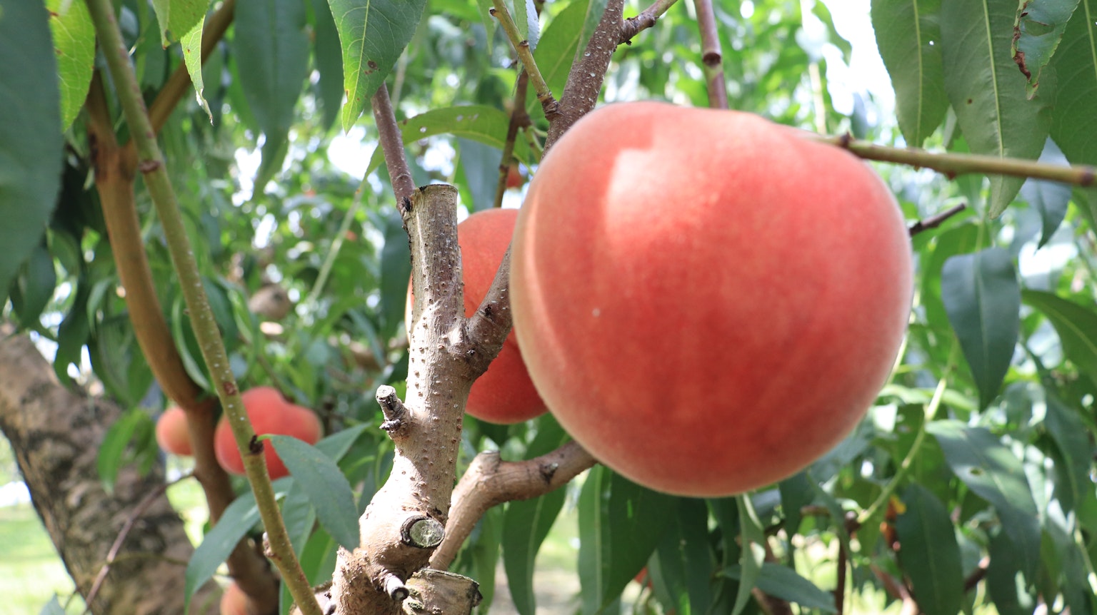 Fruit de pêche vibrant suspendu à un pêcher