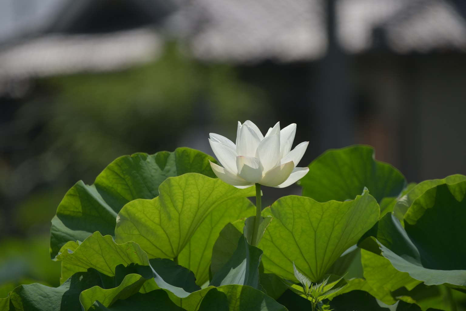 White lotus flower surrounded by large green leaves