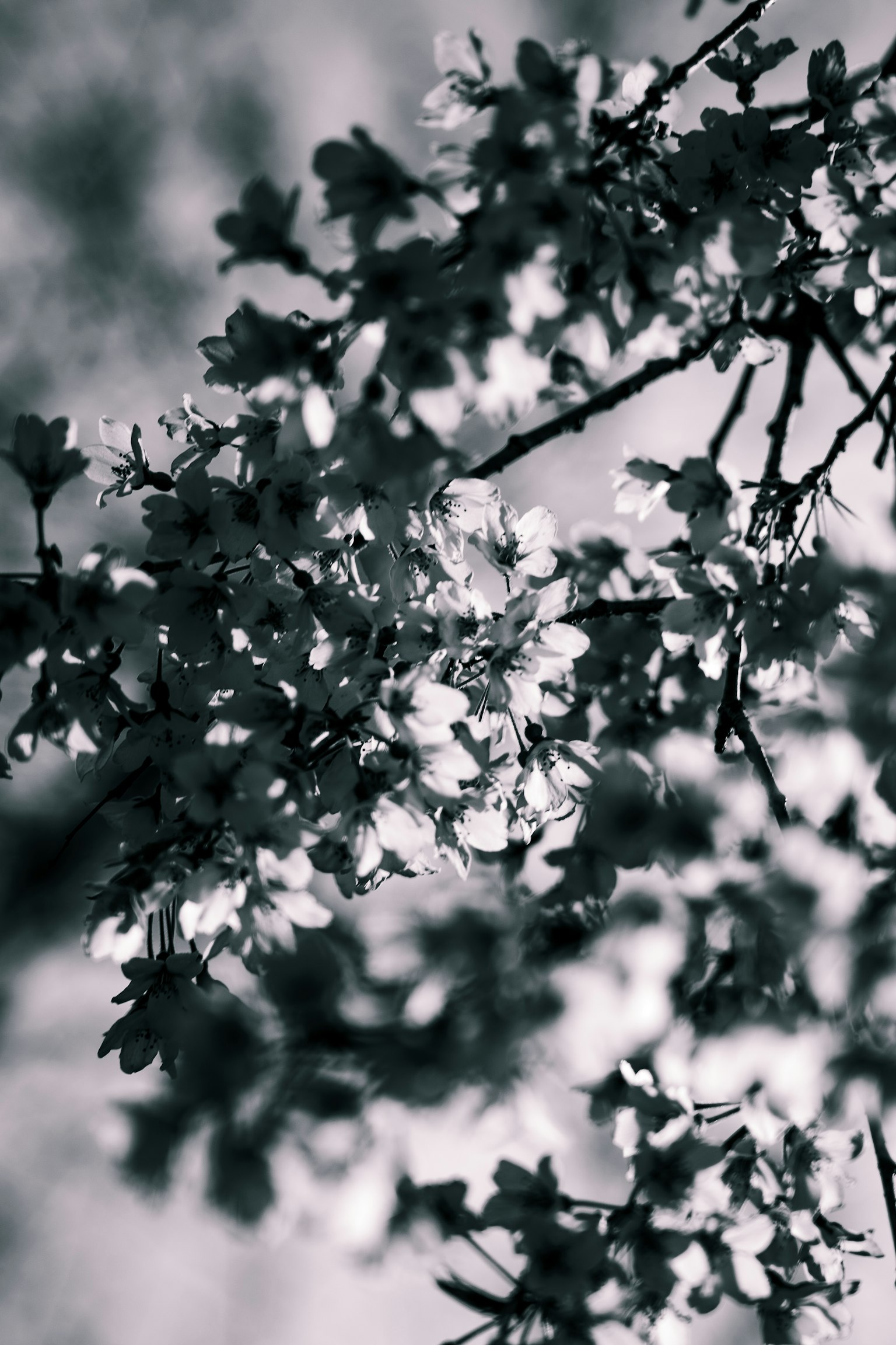 Gros plan de branches de cerisier en noir et blanc