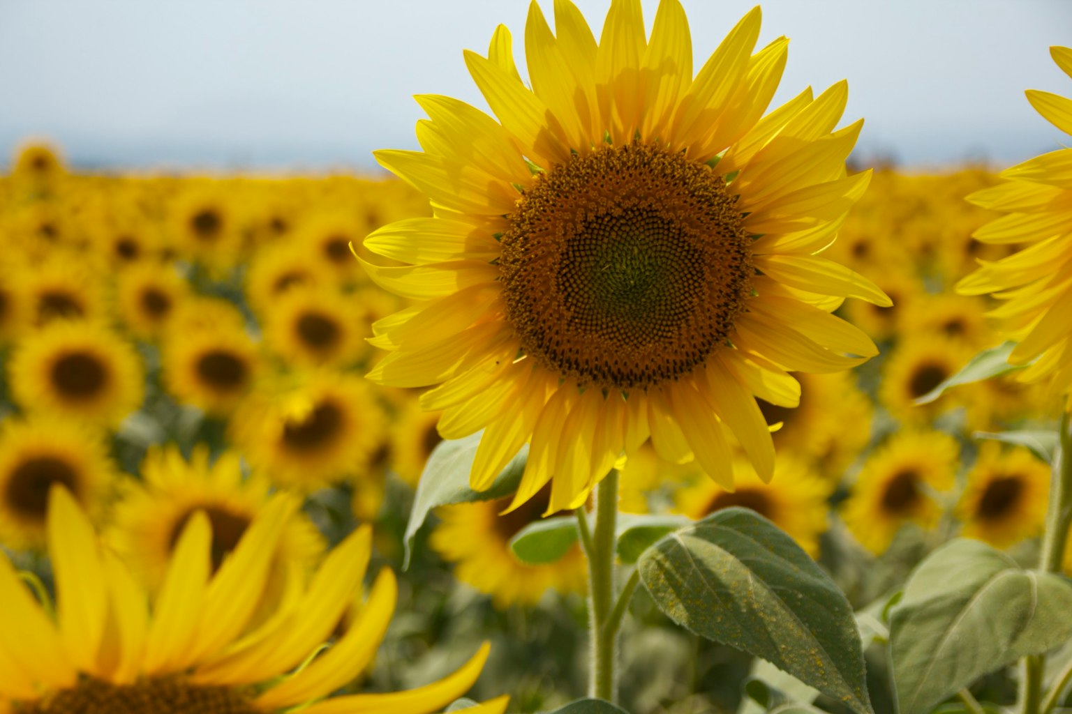 A sunflower blooming in a bright sunflower field