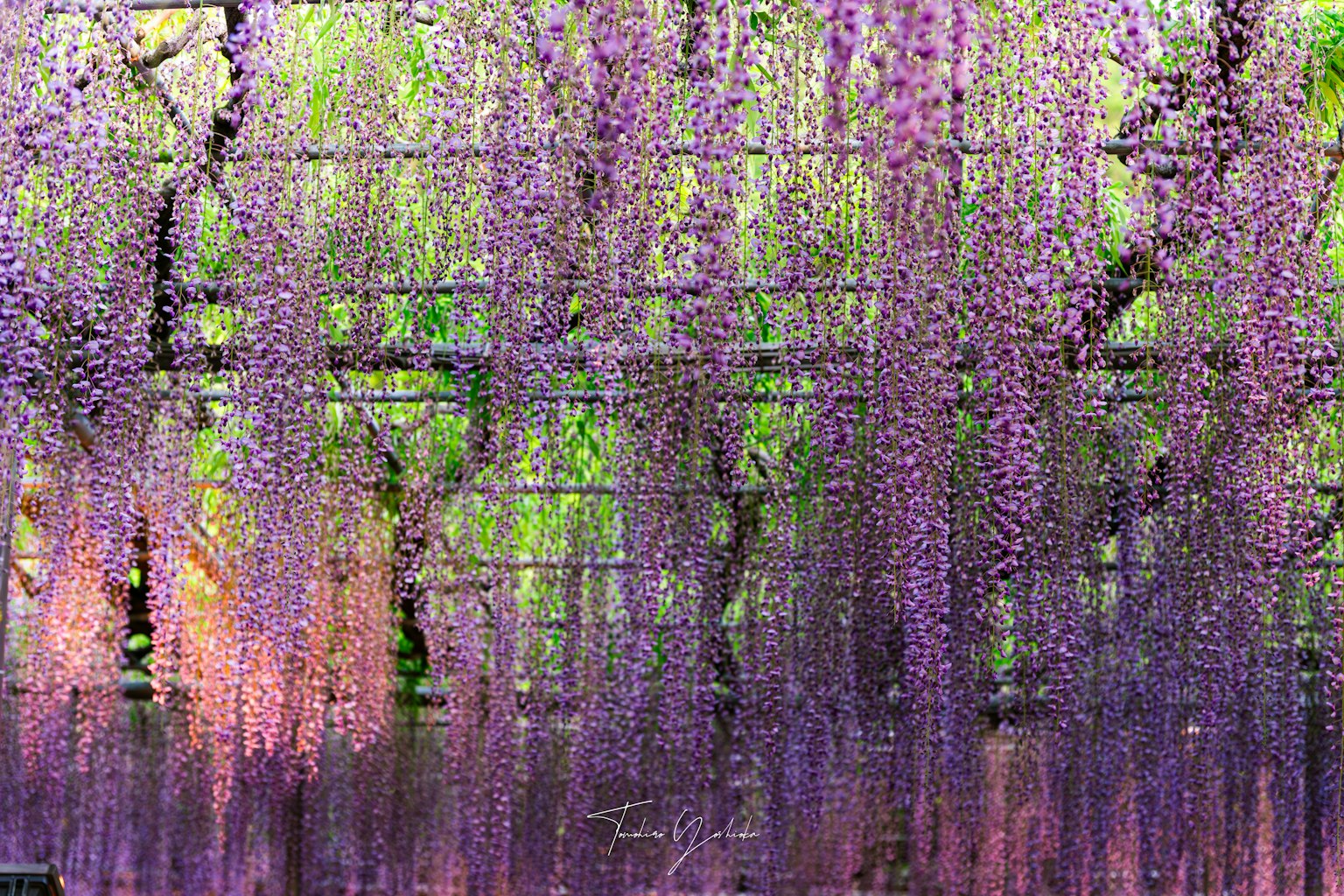 Pemandangan indah bunga wisteria ungu yang menggantung di latar belakang hijau
