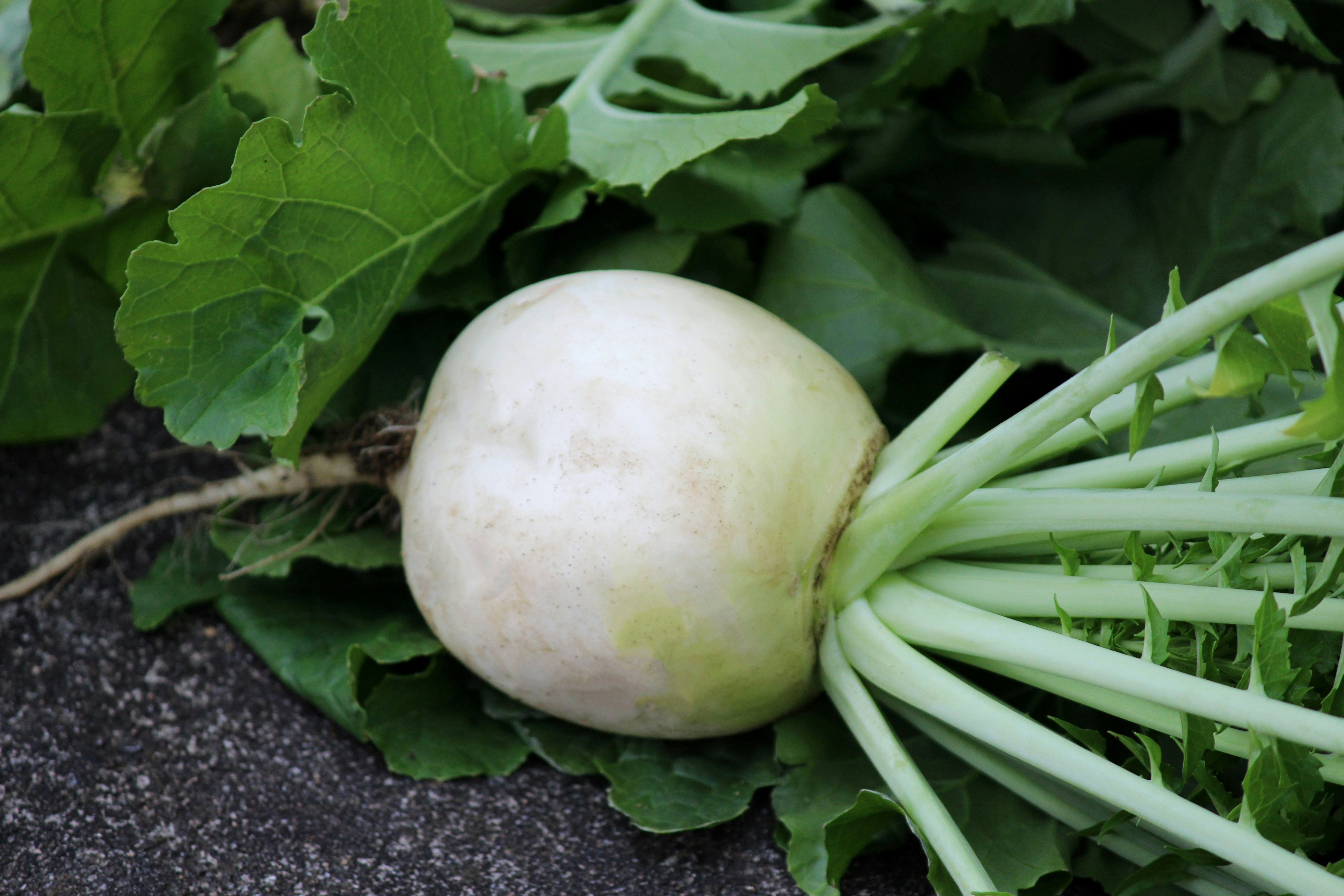 white turnip with leafy greens on the ground