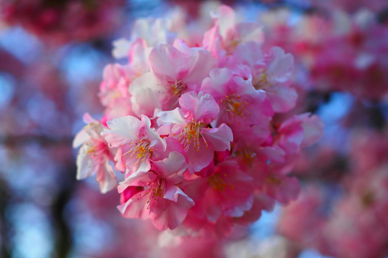 Close-up bunga sakura cantik kelopak merah muda dan putih