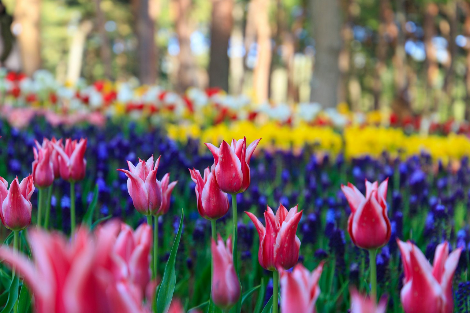 Beautiful flower garden with colorful blooming tulips