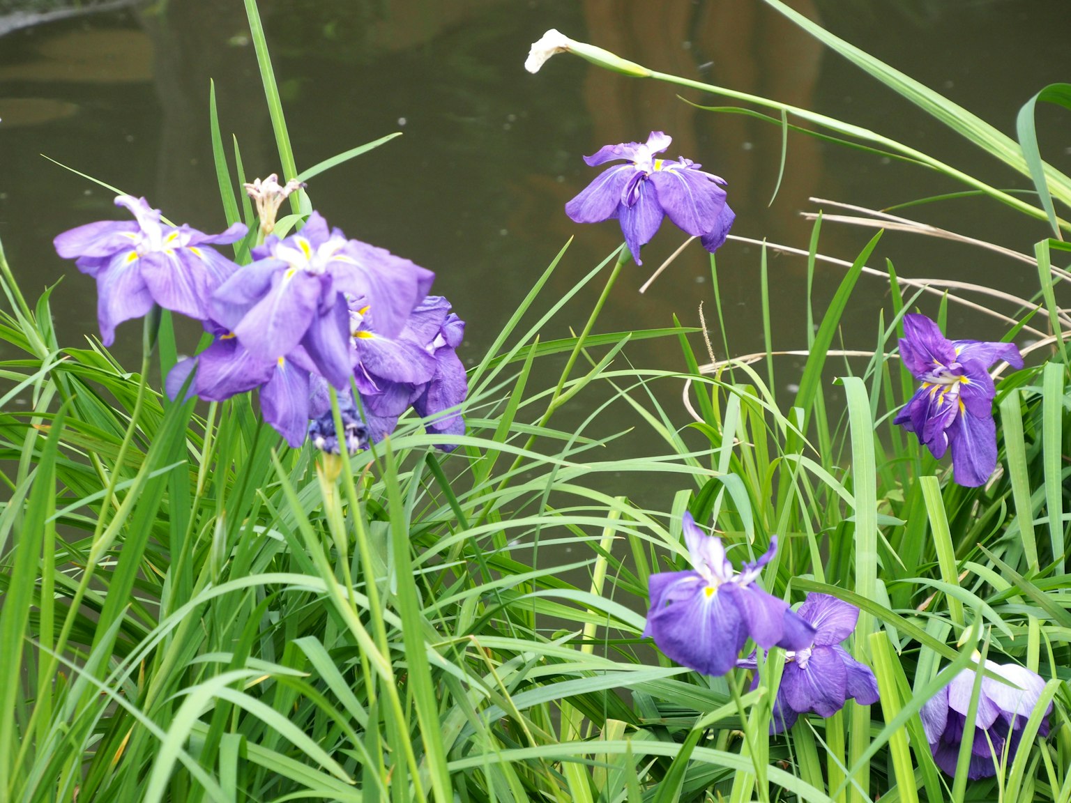 Flores moradas floreciendo entre la hierba verde junto al agua