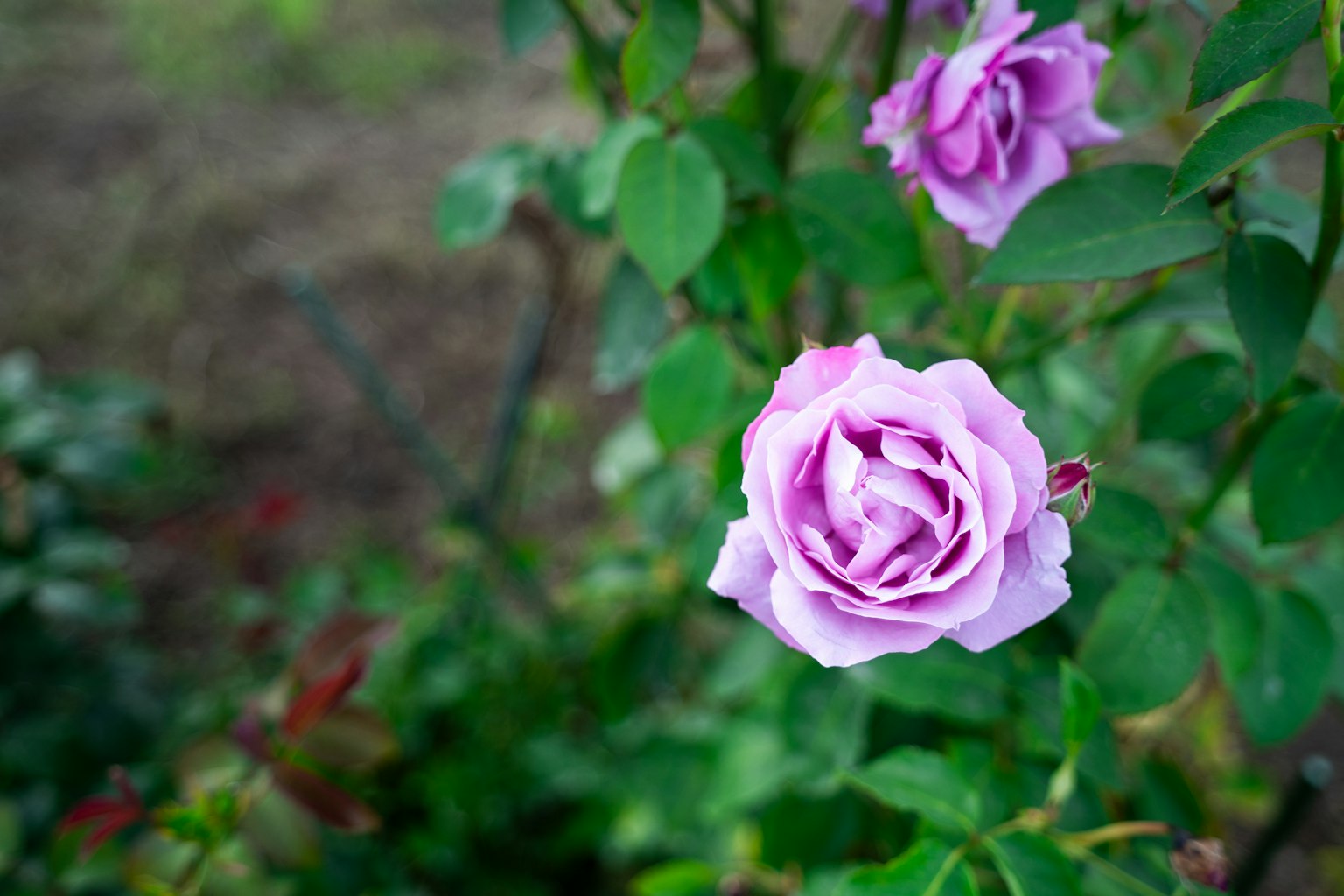 Hermosa rosa morada floreciendo entre hojas verdes