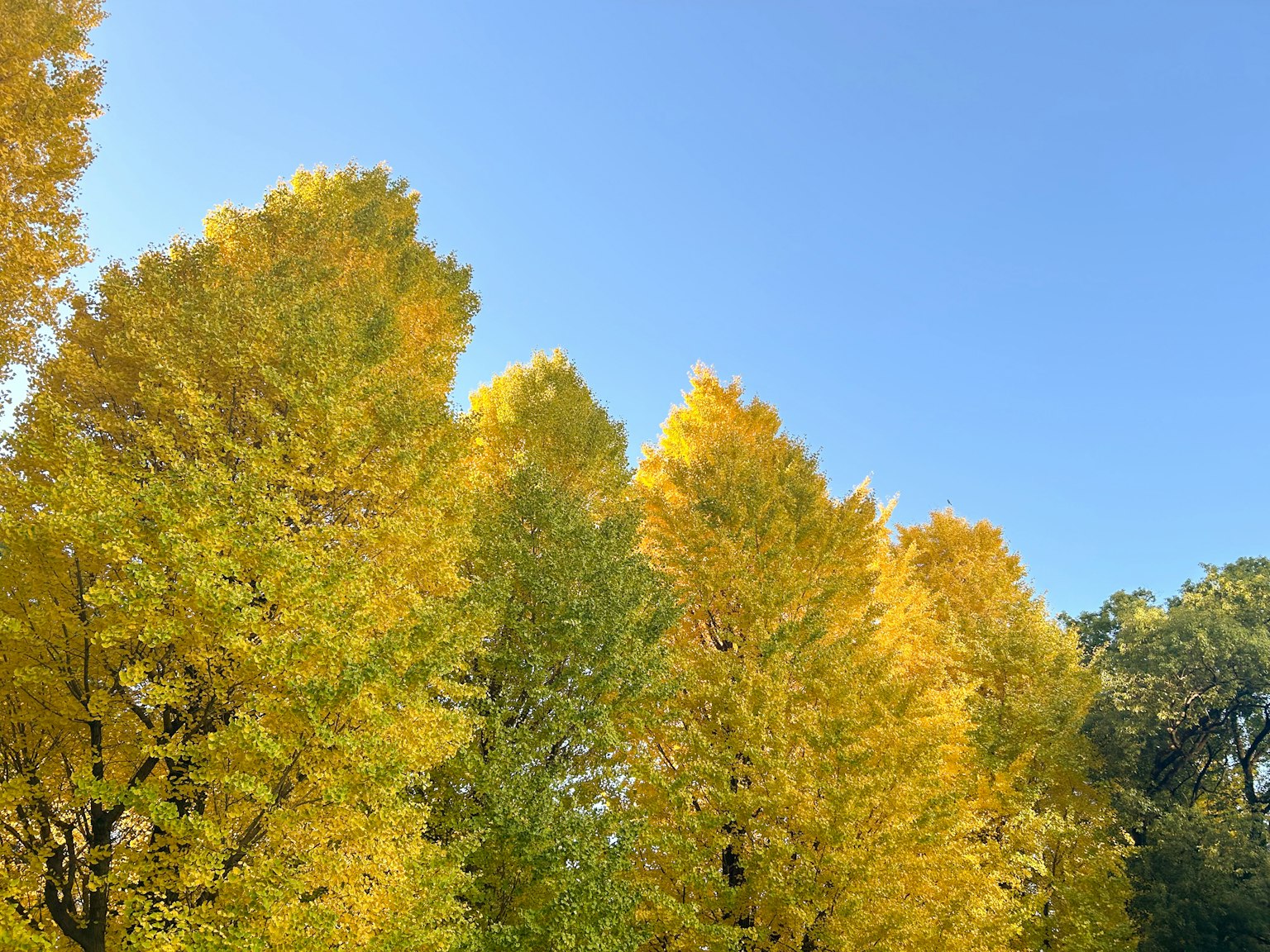 Alberi gialli vivaci contro un cielo blu chiaro