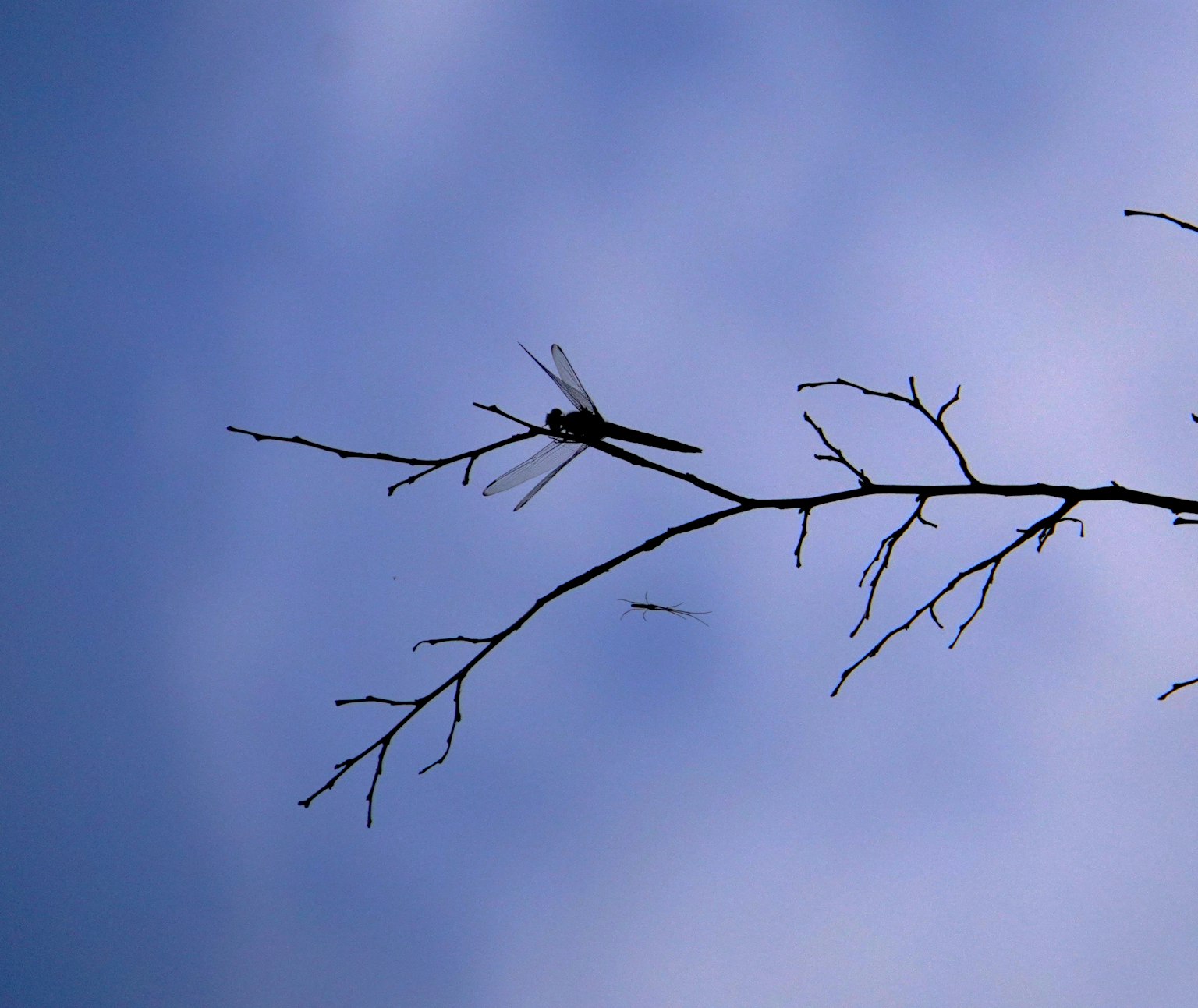 Libélula posada en una rama delgada contra un cielo azul