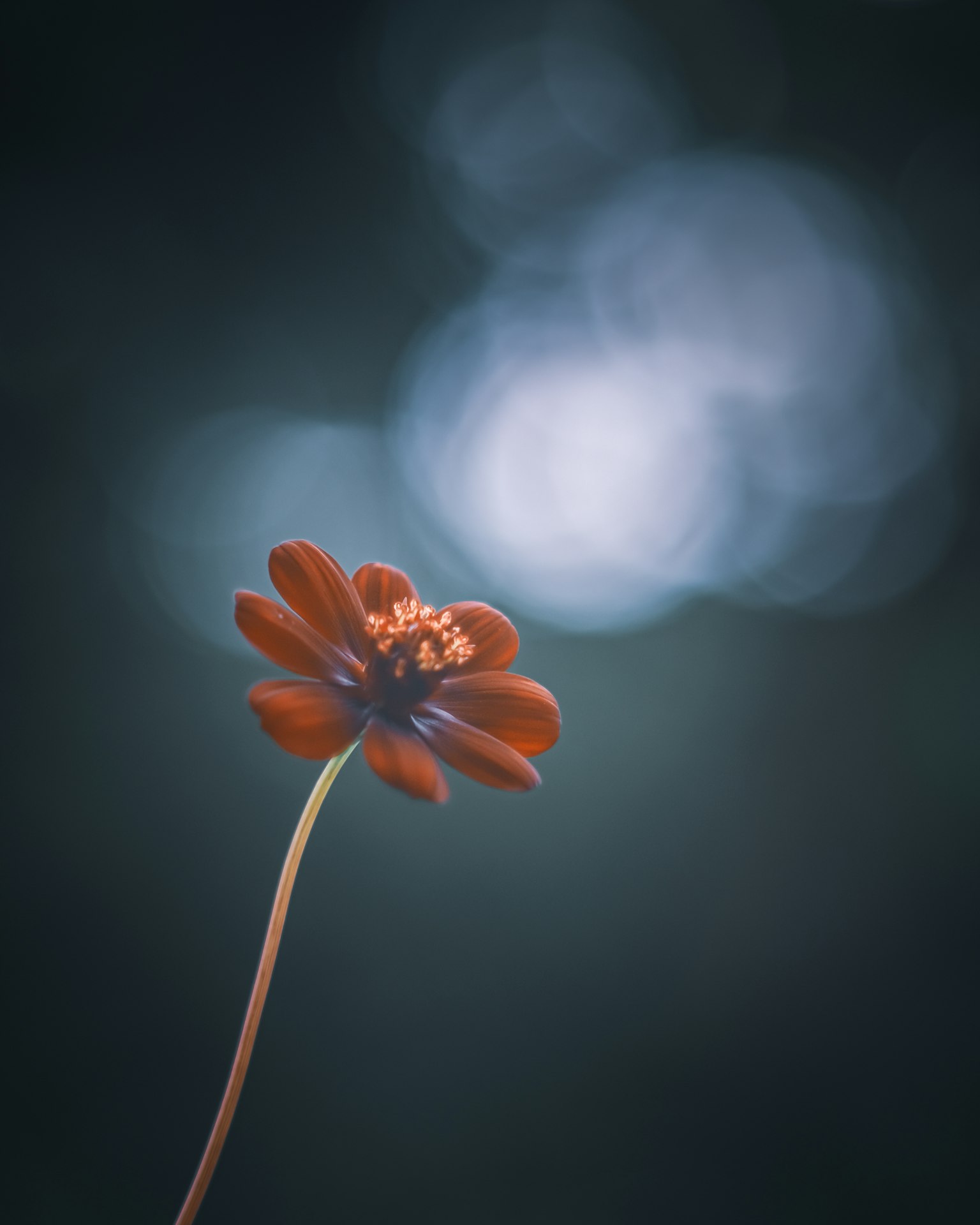 蓝色背景上的红花特写