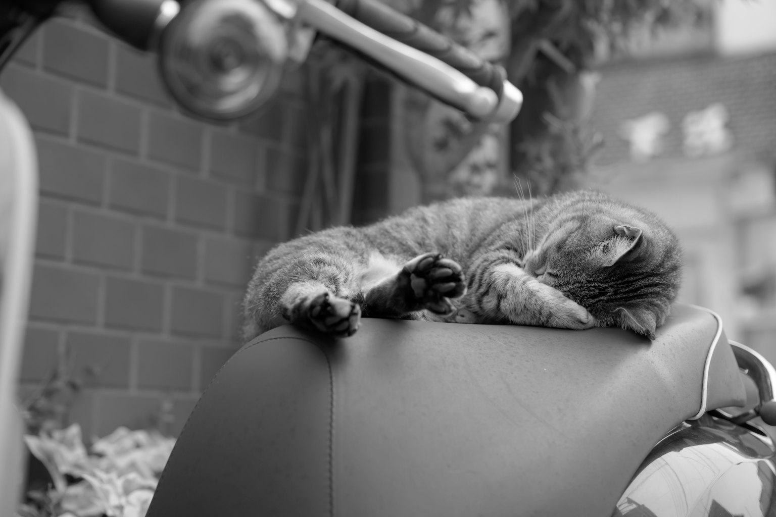 A black and white cat sleeping on a motorcycle seat