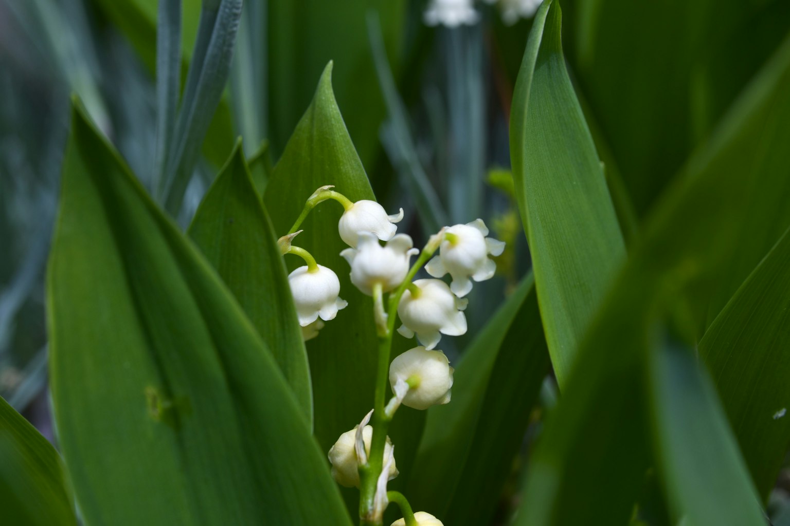 Close-up of white lily of the valley flowers with green leaves