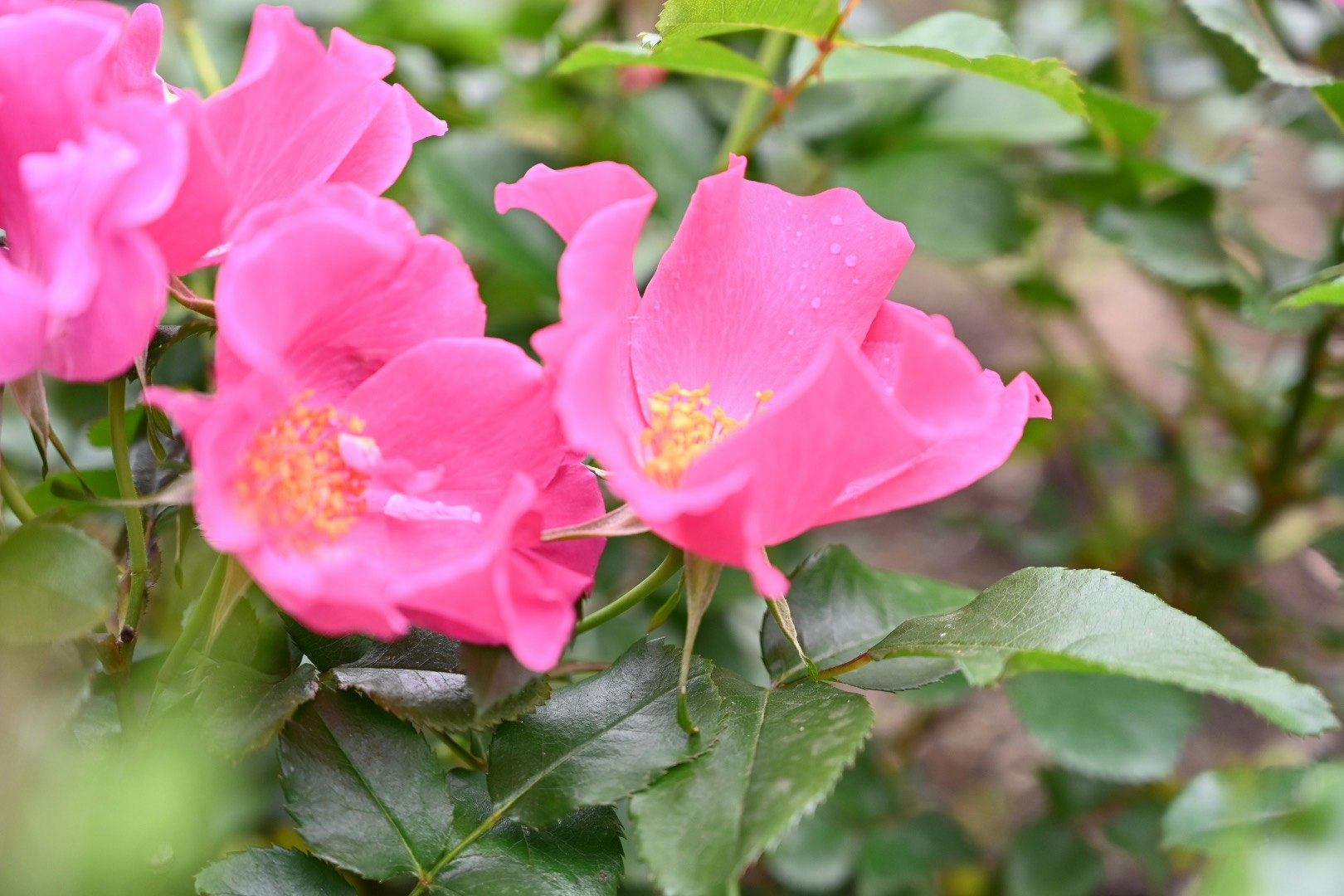 ピンクのバラの花と葉のクローズアップ
