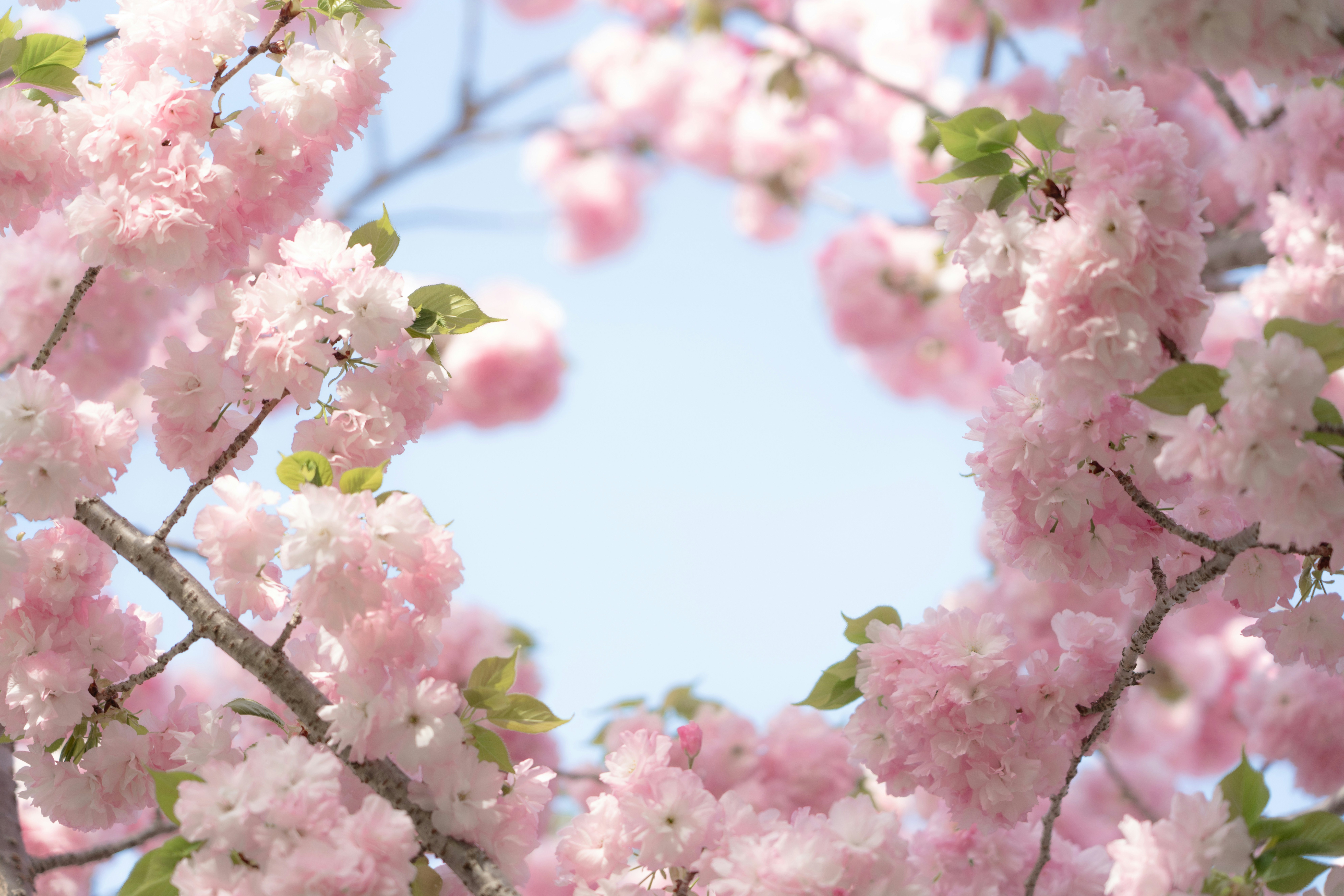 桜の花が枝いっぱいに咲く春の風景