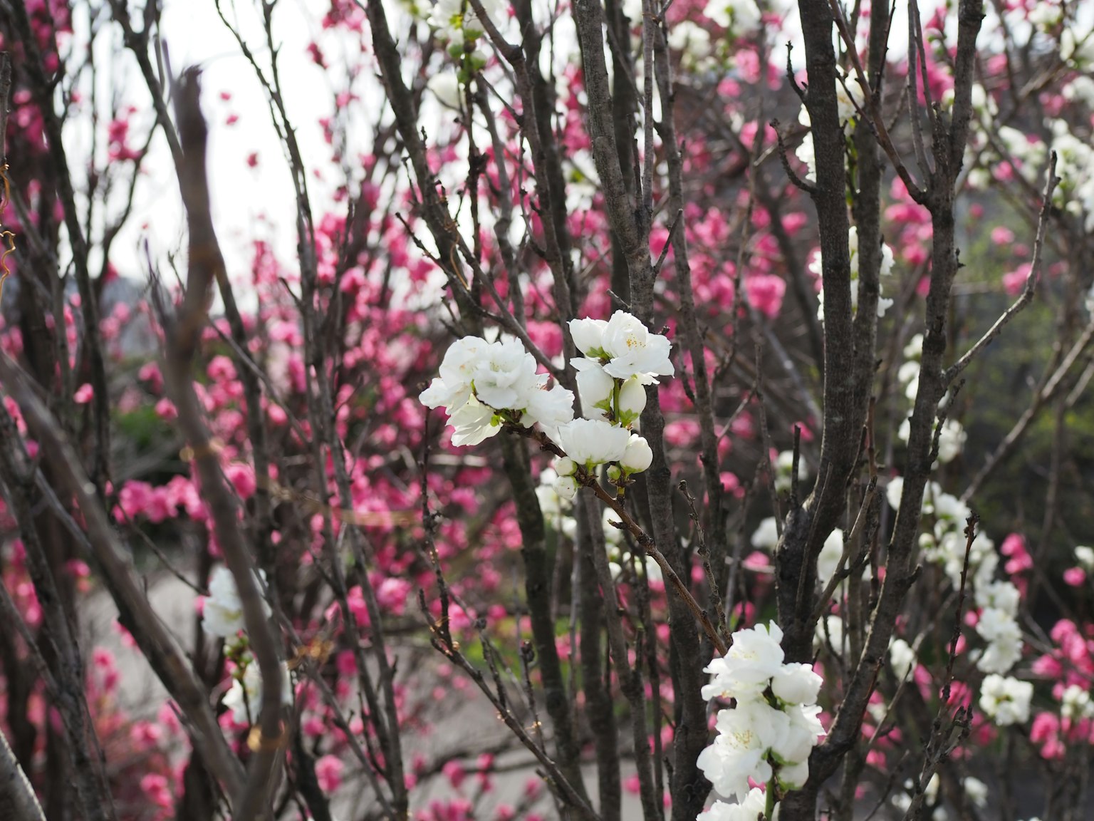 Branches d'un arbre avec des fleurs blanches et roses en fleurs