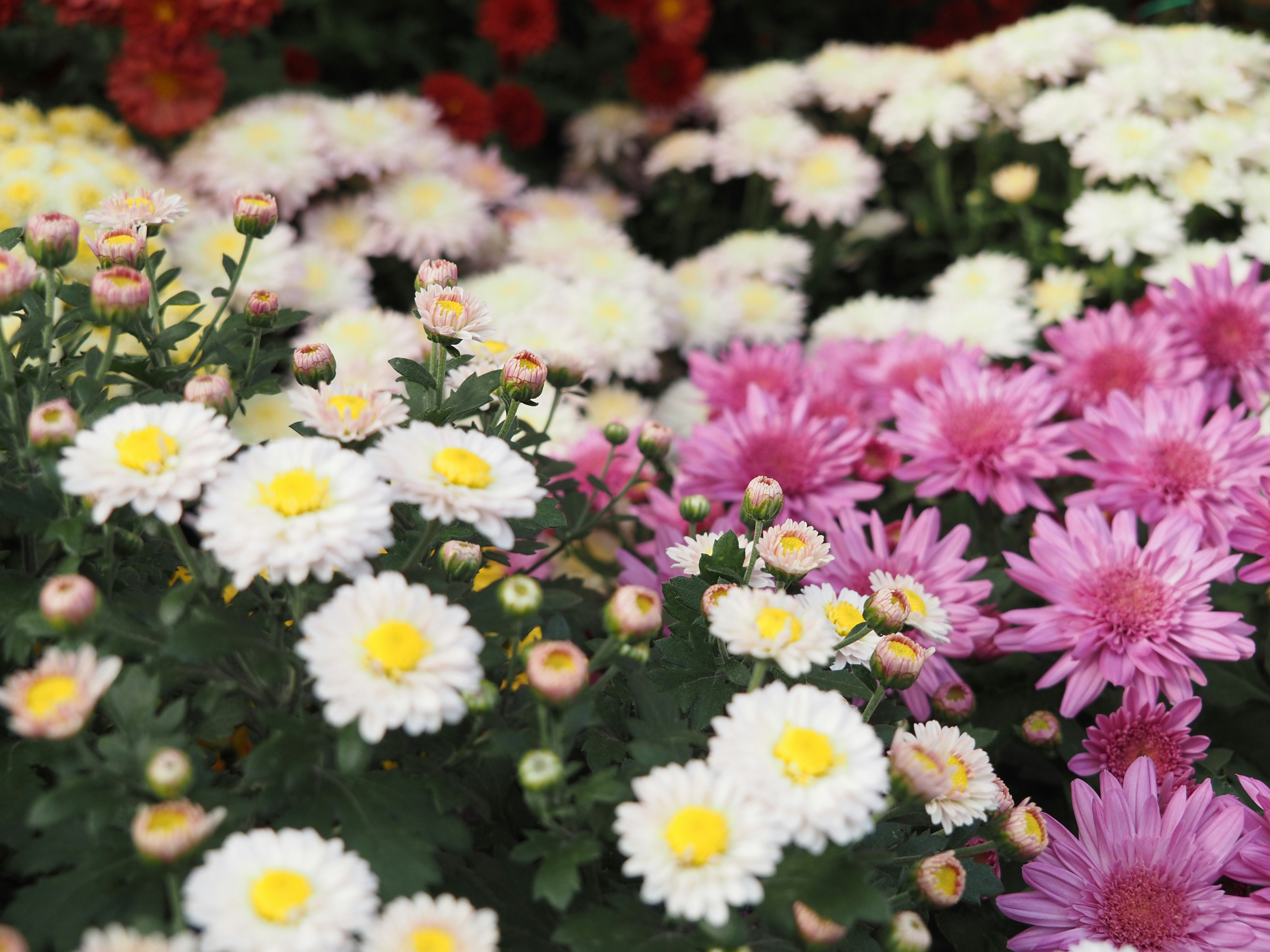 菊の花が咲き並ぶ花壇のクローズアップ