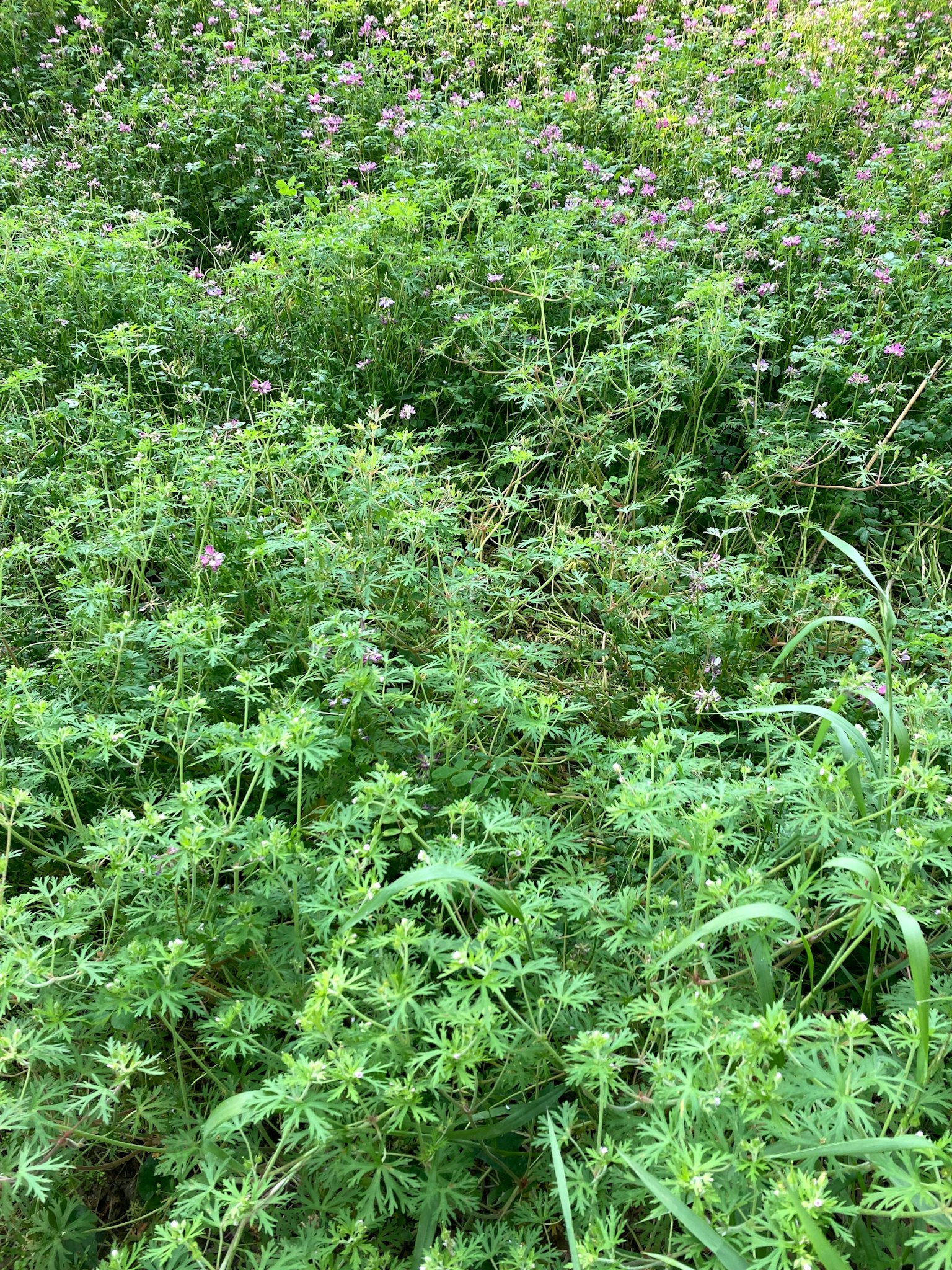 Vegetazione verde densa con diverse piante