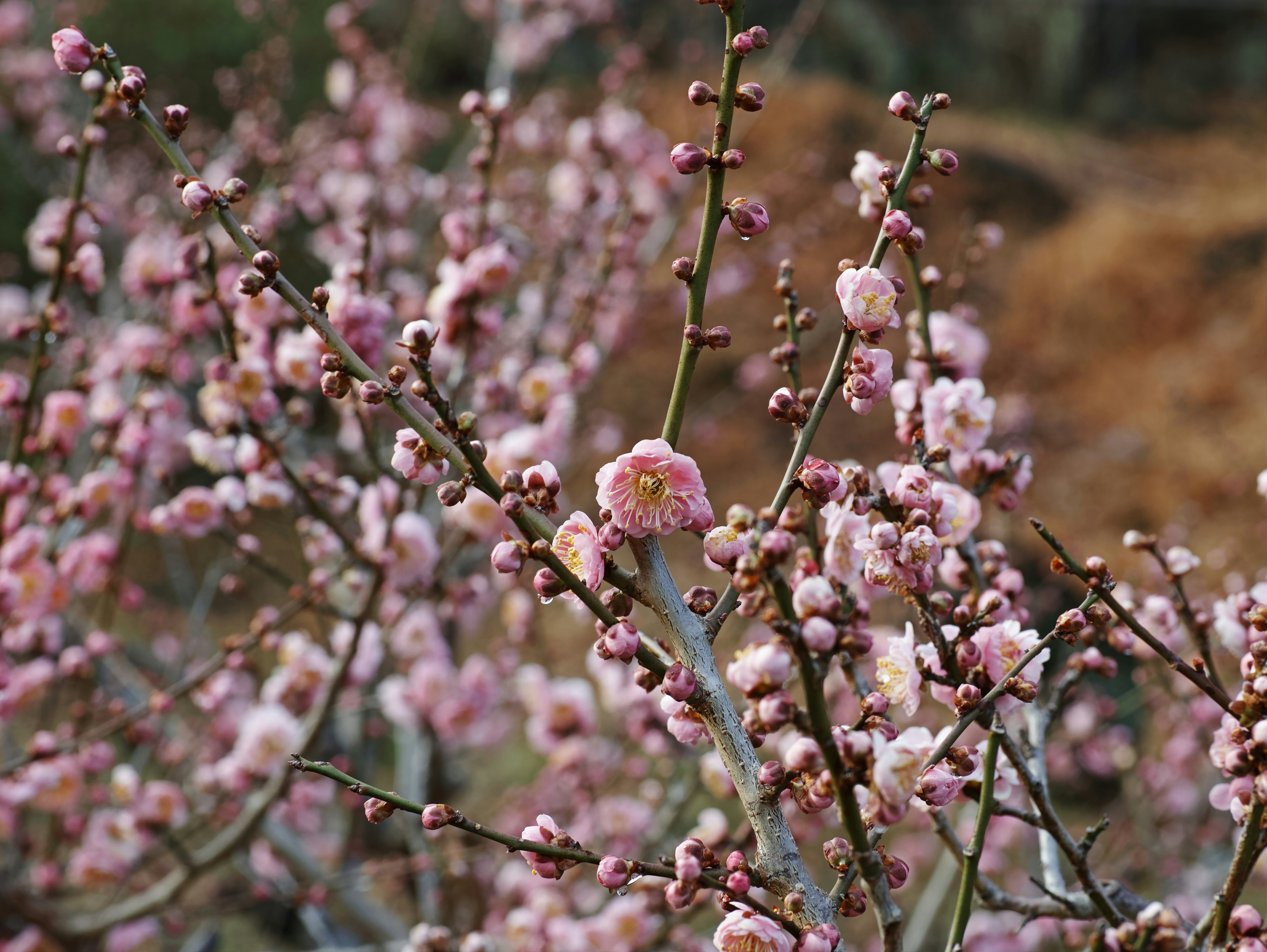 桃の花が枝に咲く春の自然