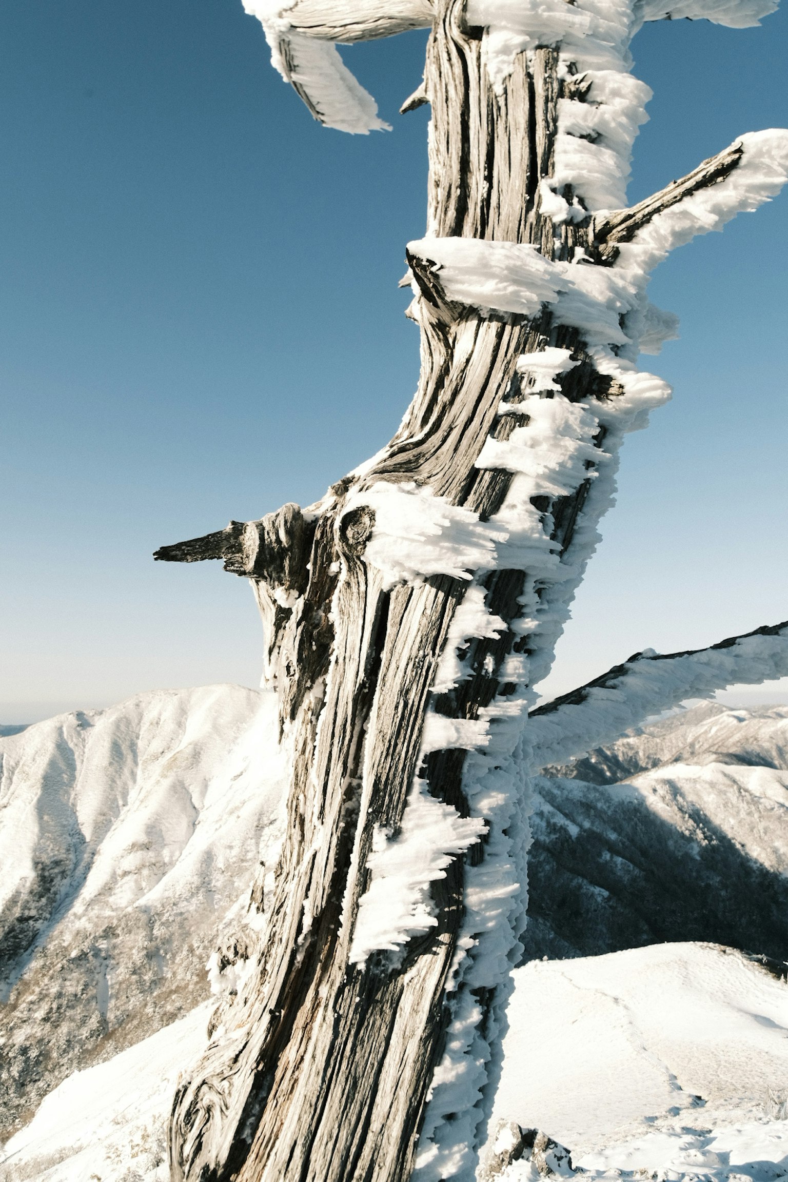Snow-covered old tree trunk with blue sky