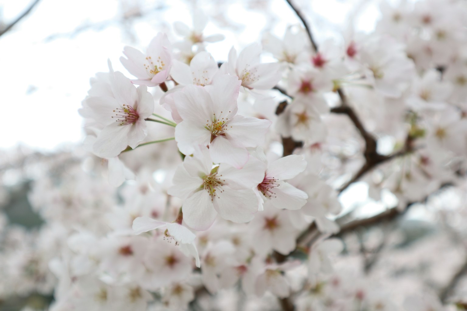 Fiori di ciliegio in piena fioritura con petali bianchi e rosa delicati