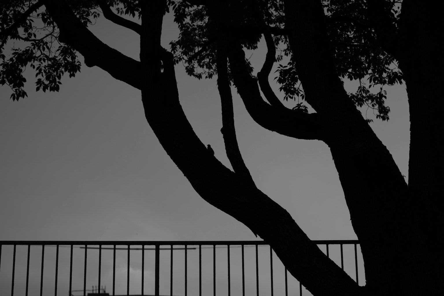 Silueta de un árbol y una cerca en un paisaje en blanco y negro