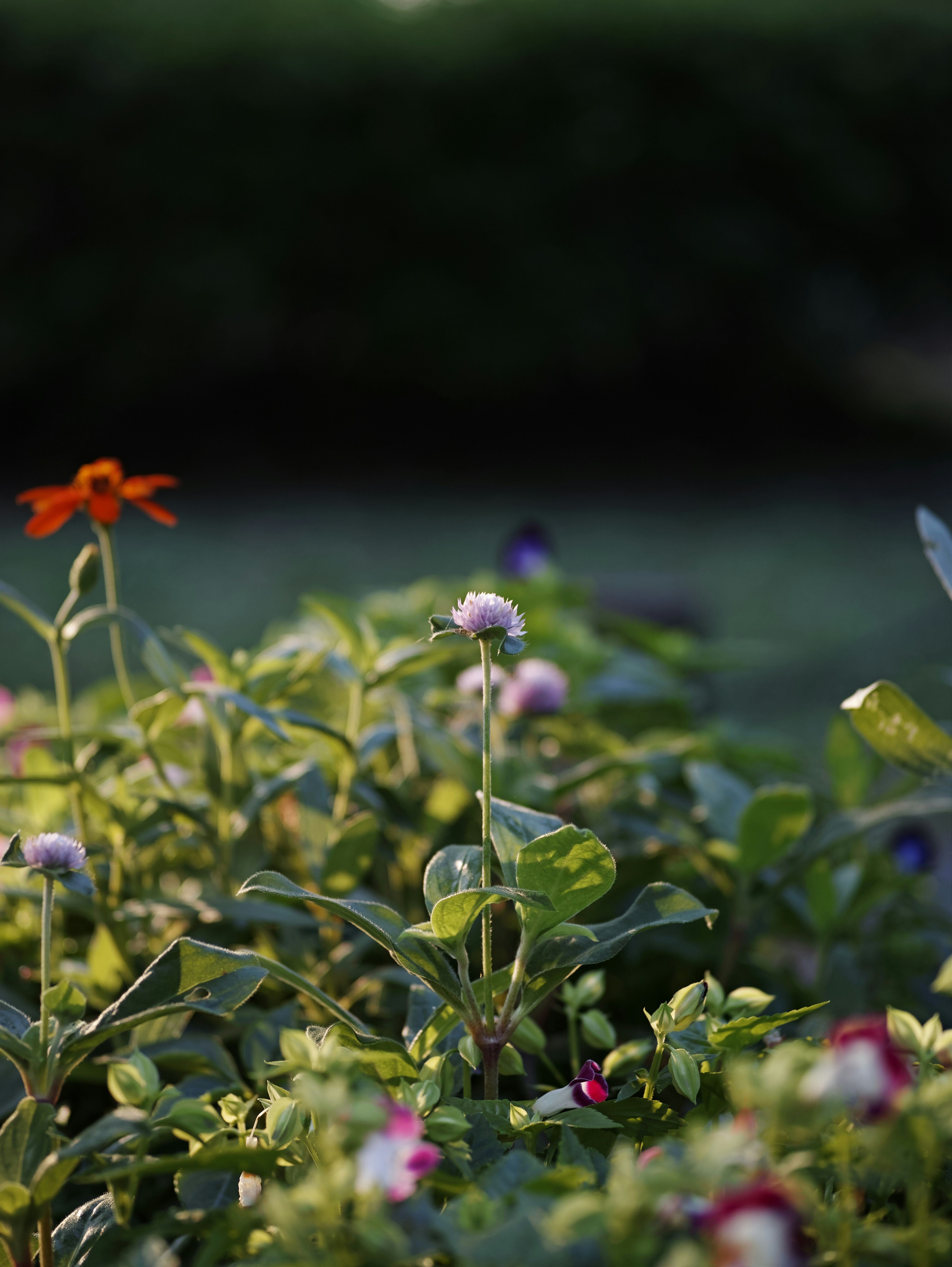 花と葉が茂る草花畑の浅い被写界深度