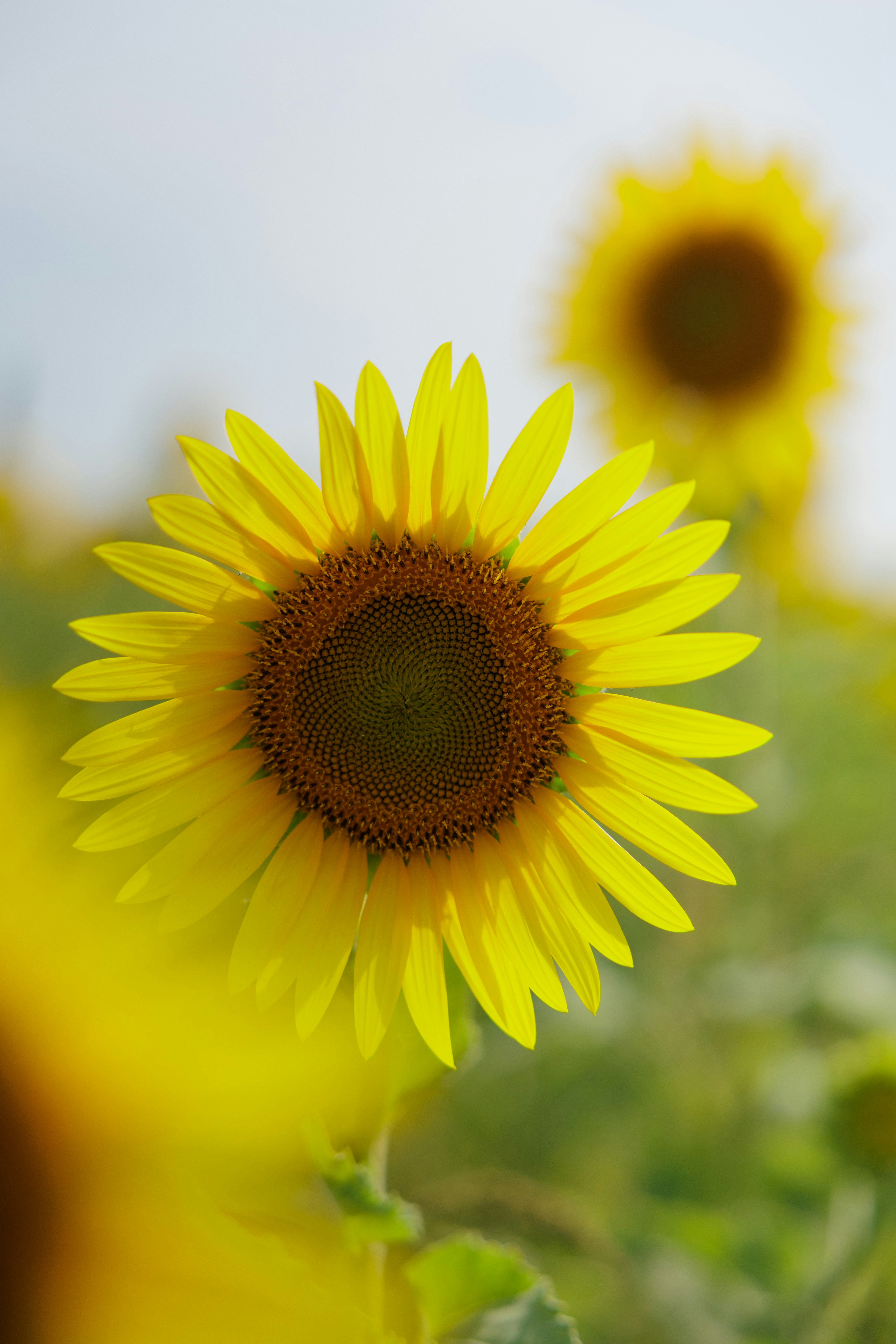 ひまわりの花と背景のぼけ