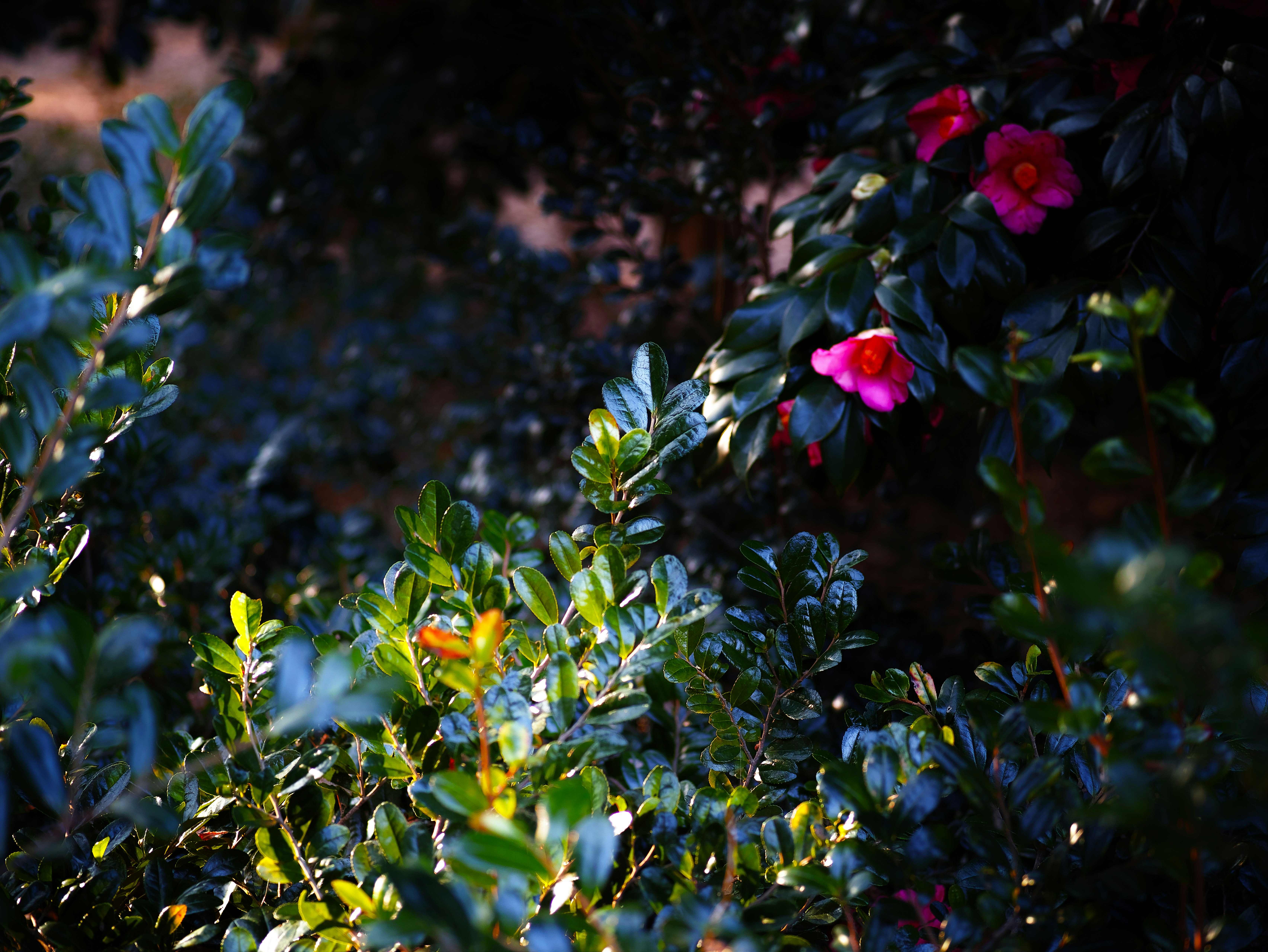 木々の間に咲く色とりどりの花と葉のある自然の風景