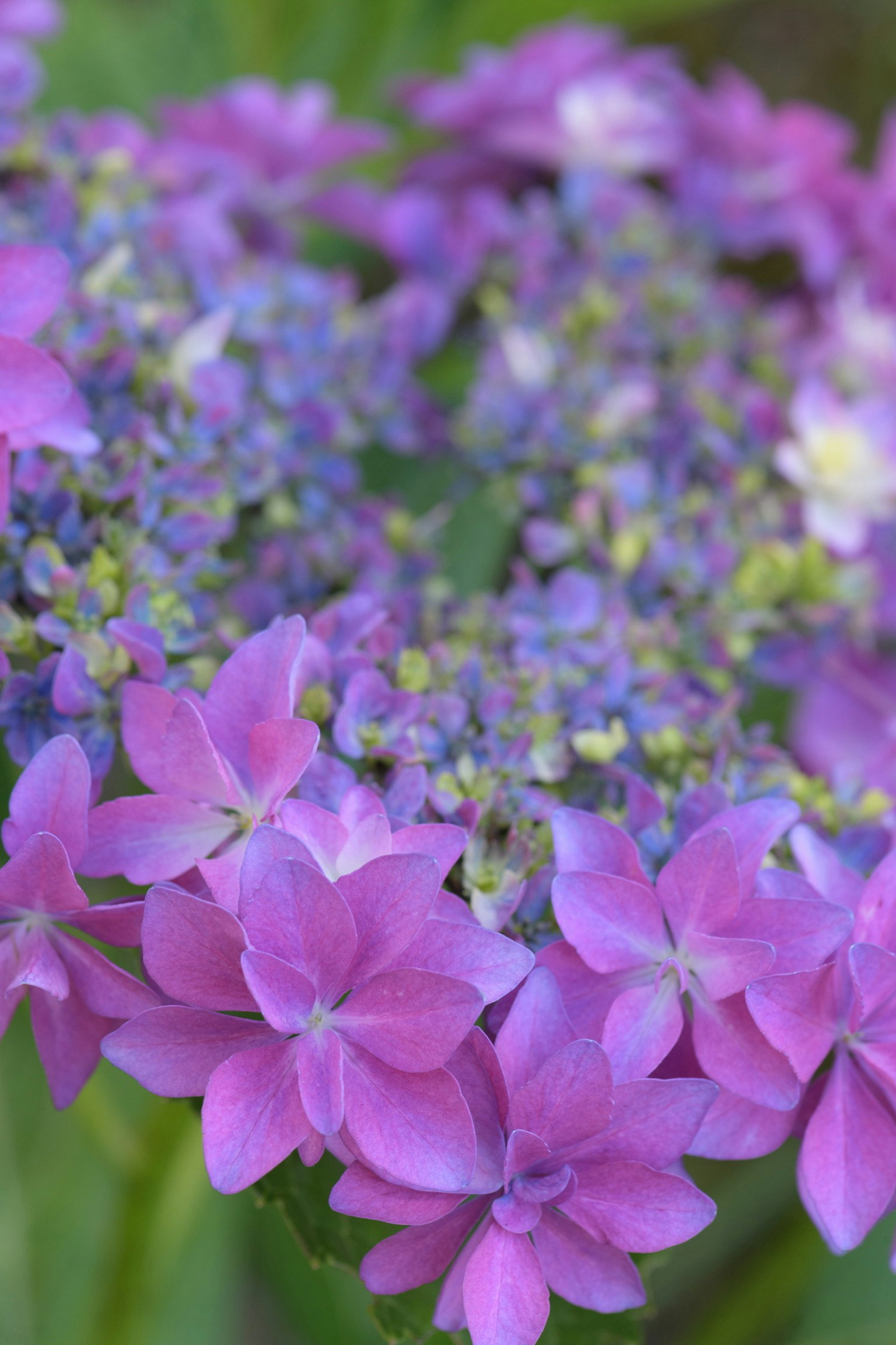 紫陽花の花が群生するアップ