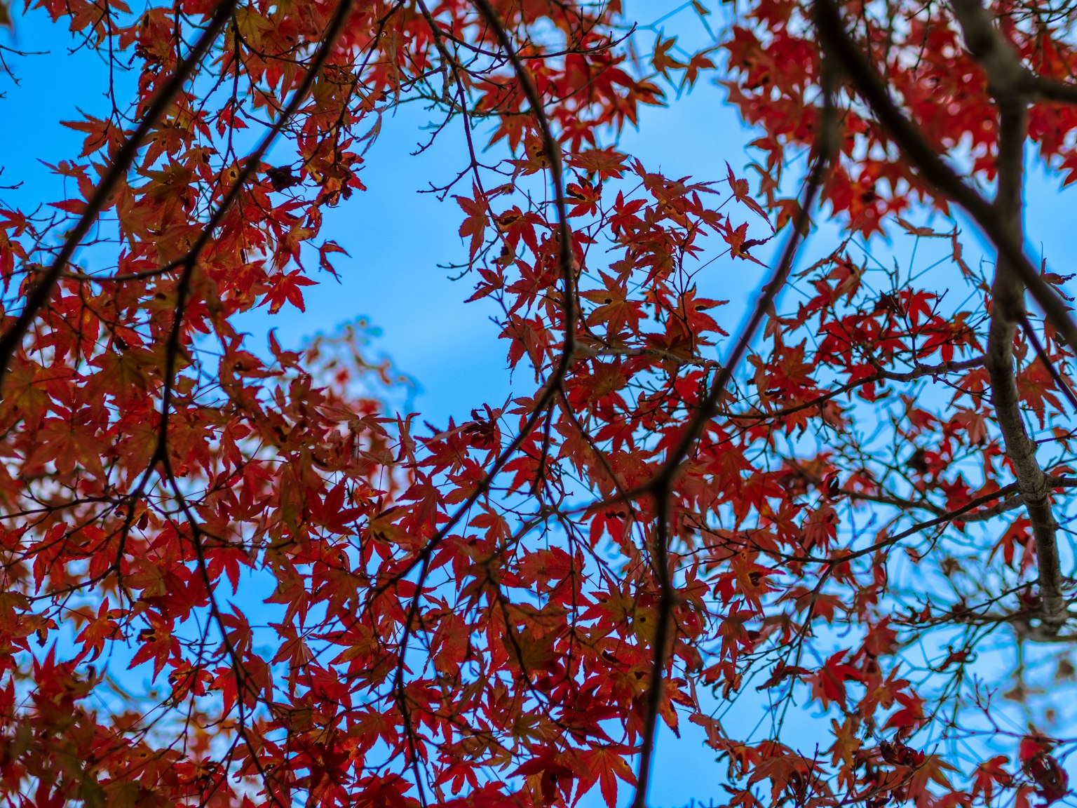 Lebendige rote Ahornblätter vor blauem Himmel