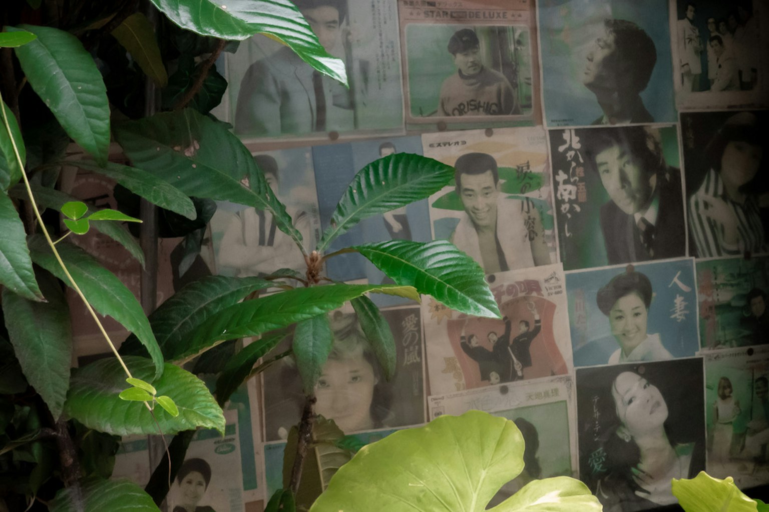 Image featuring green leaves with a backdrop of vintage photographs