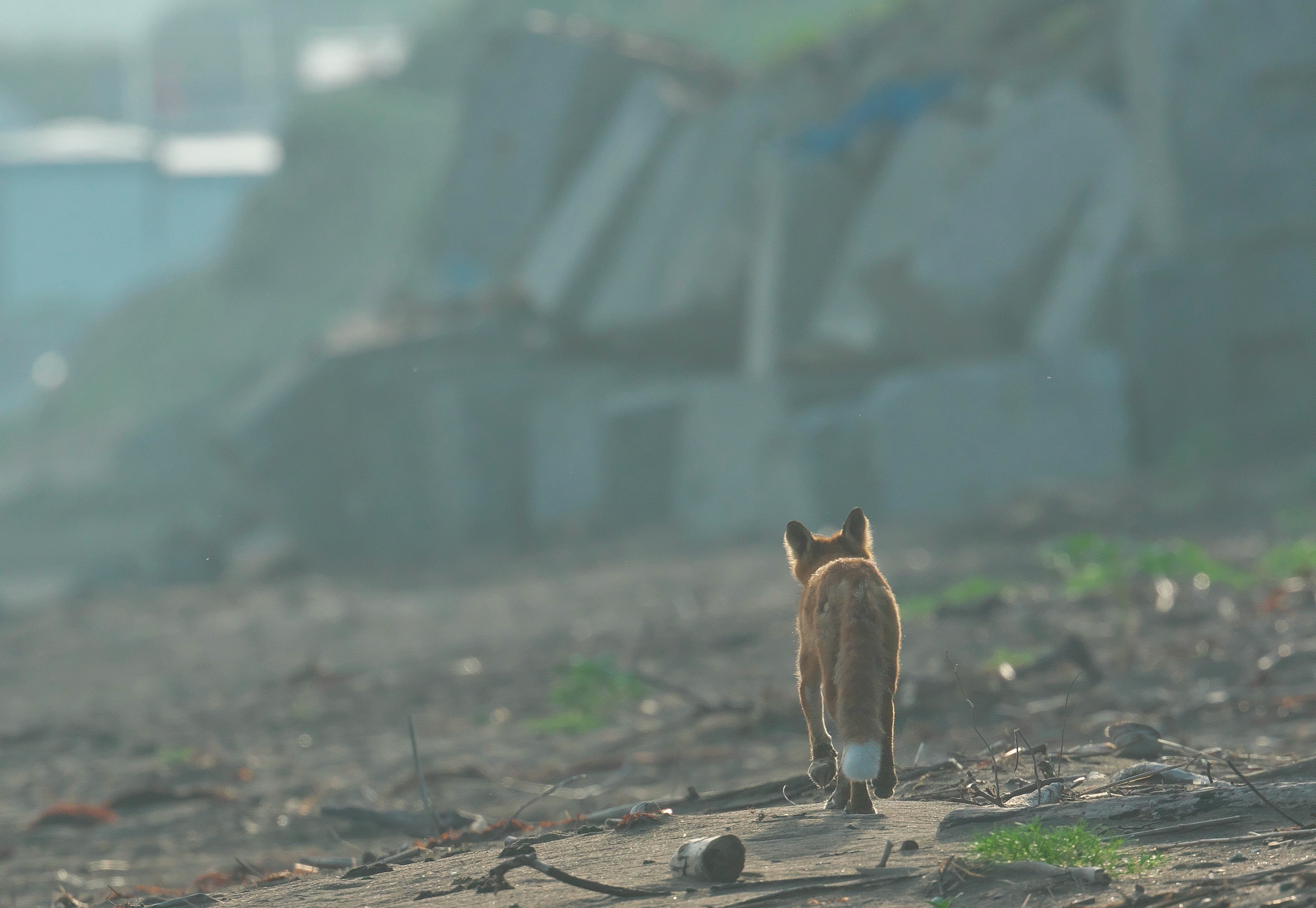 道路上に立つキタキツネの野生動物