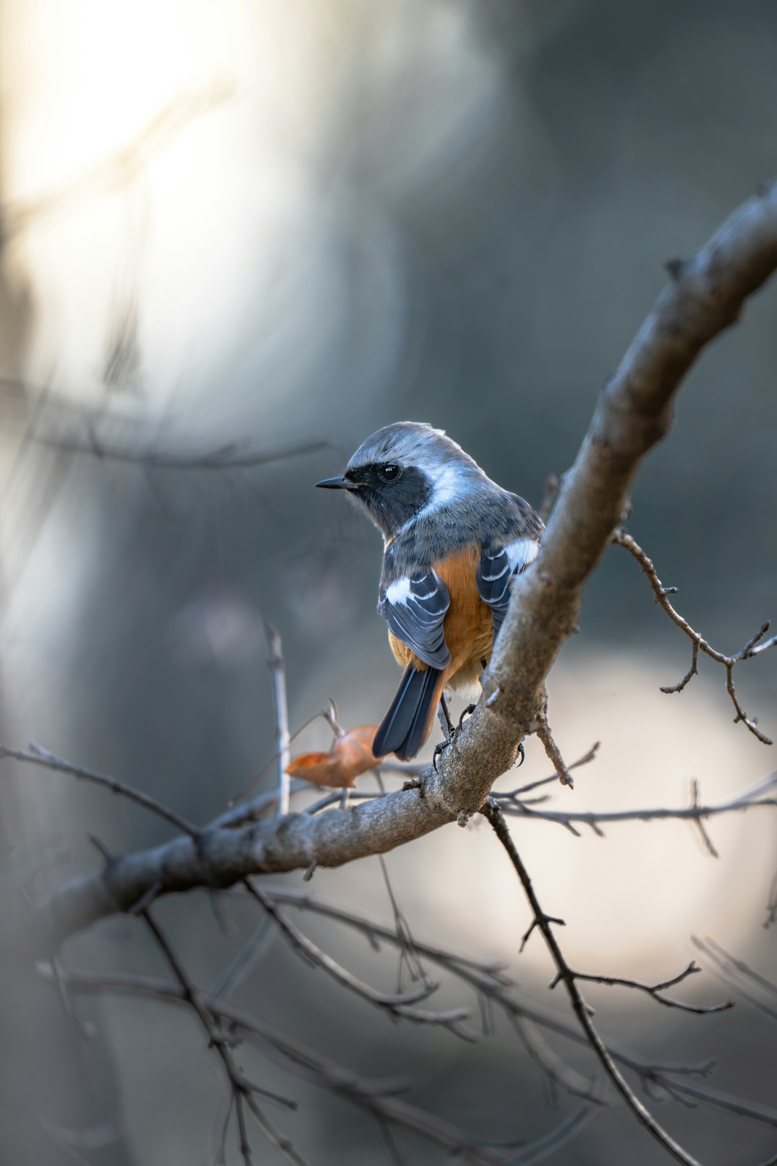 Perfil de un pájaro azul-gris posado en una rama