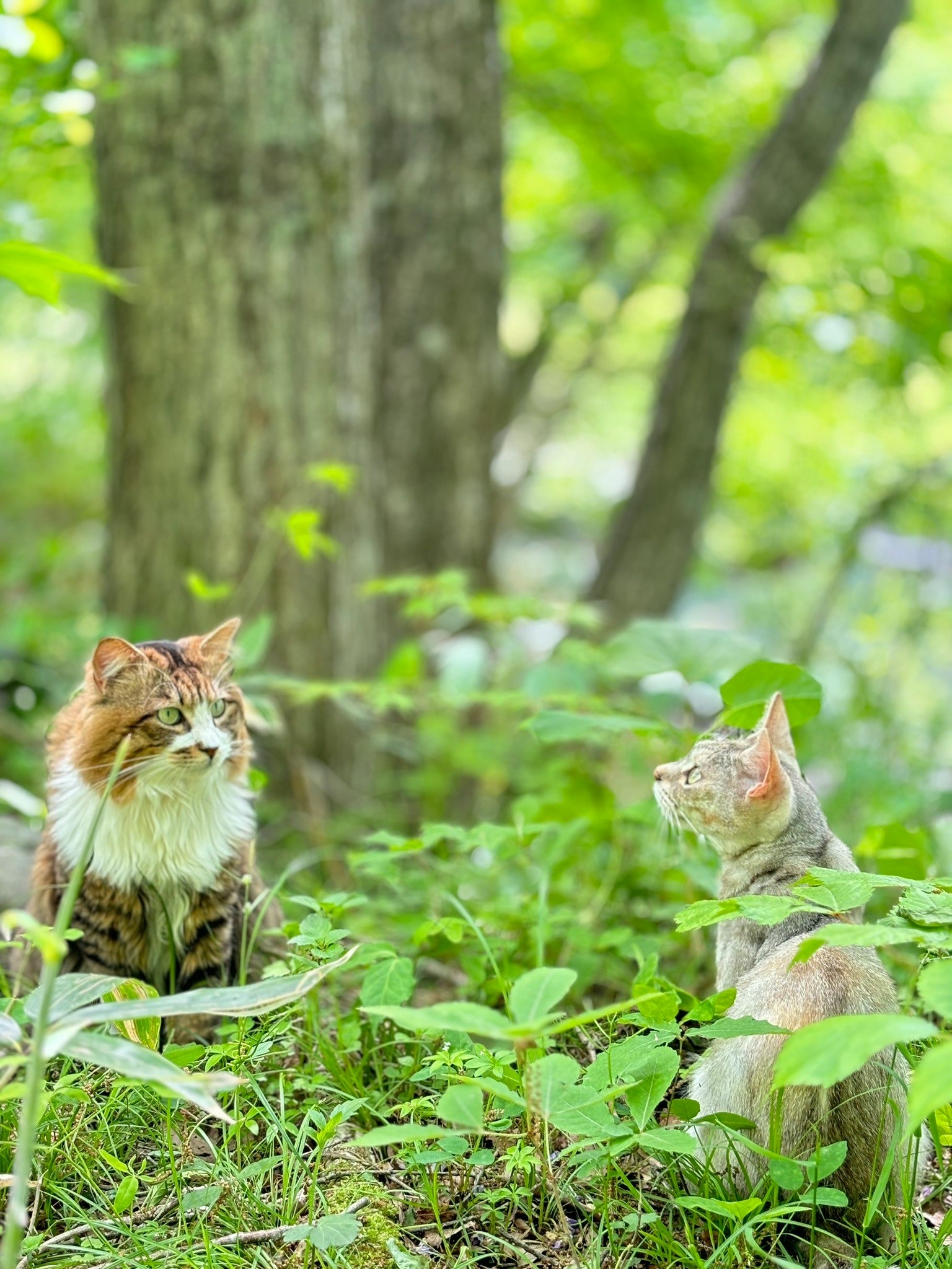 新緑の森で草むらに座る猫の親子