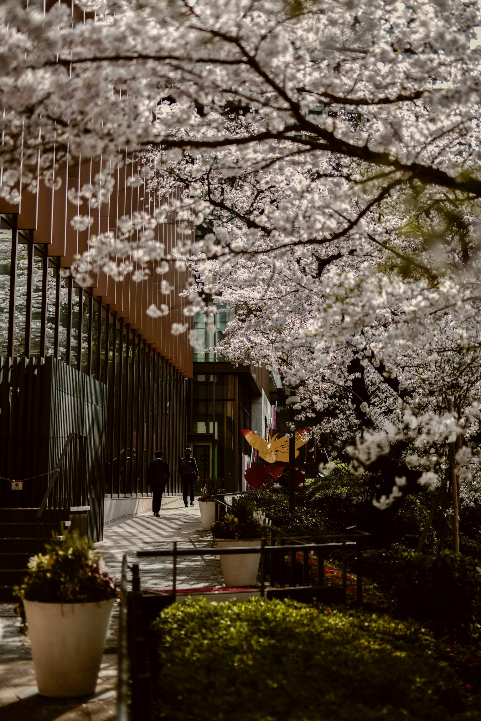 Pathway lined with cherry blossom trees near a modern building and lush greenery