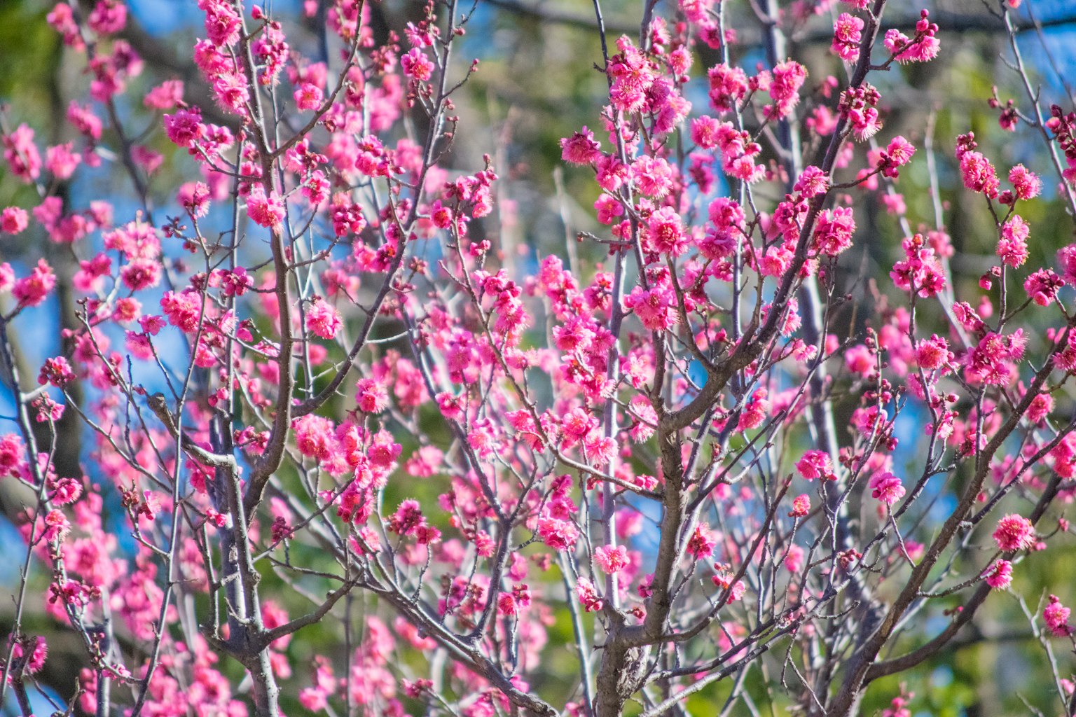 盛開的粉紅梅樹枝