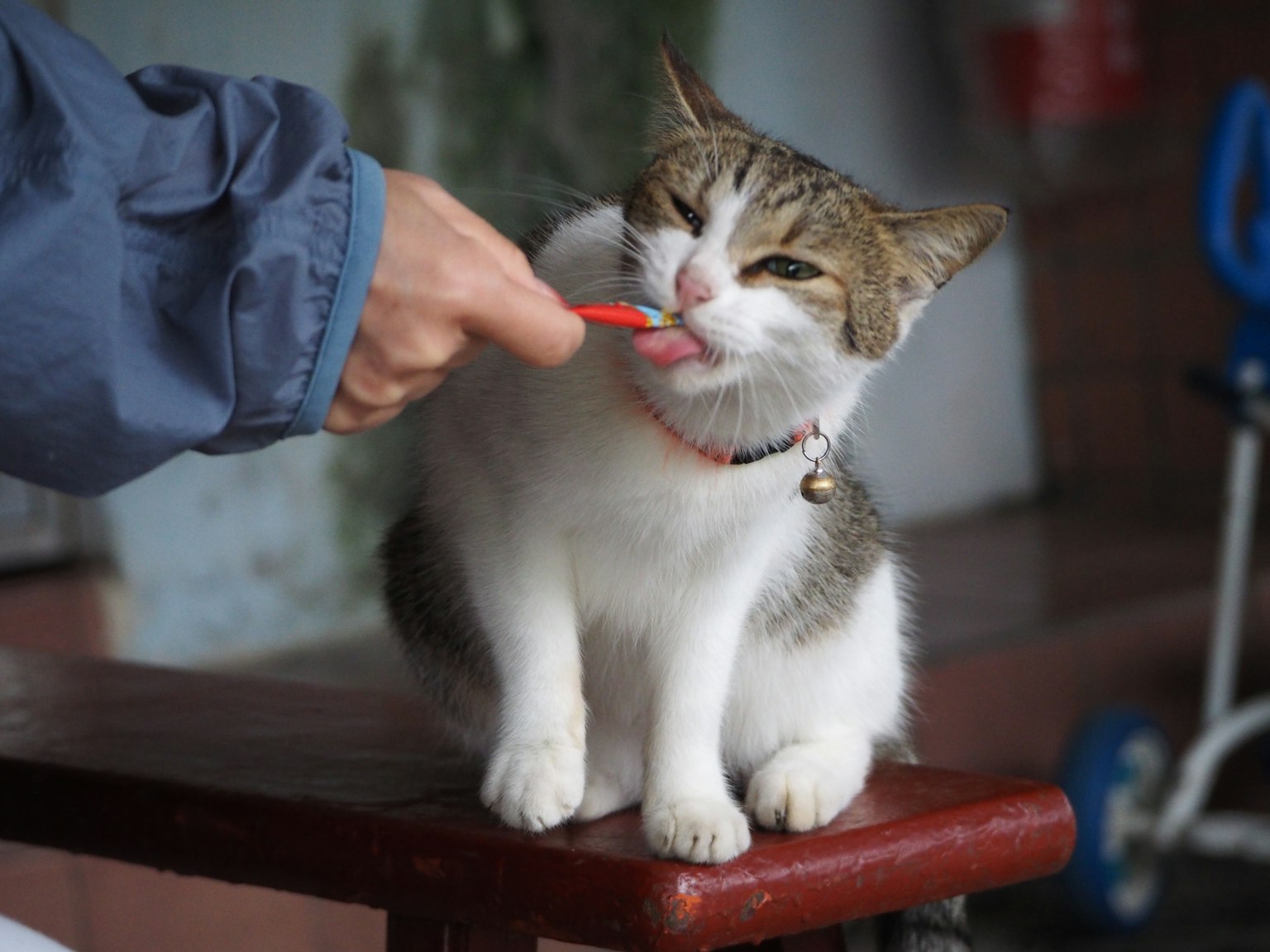 Une personne donnant une friandise à un chat