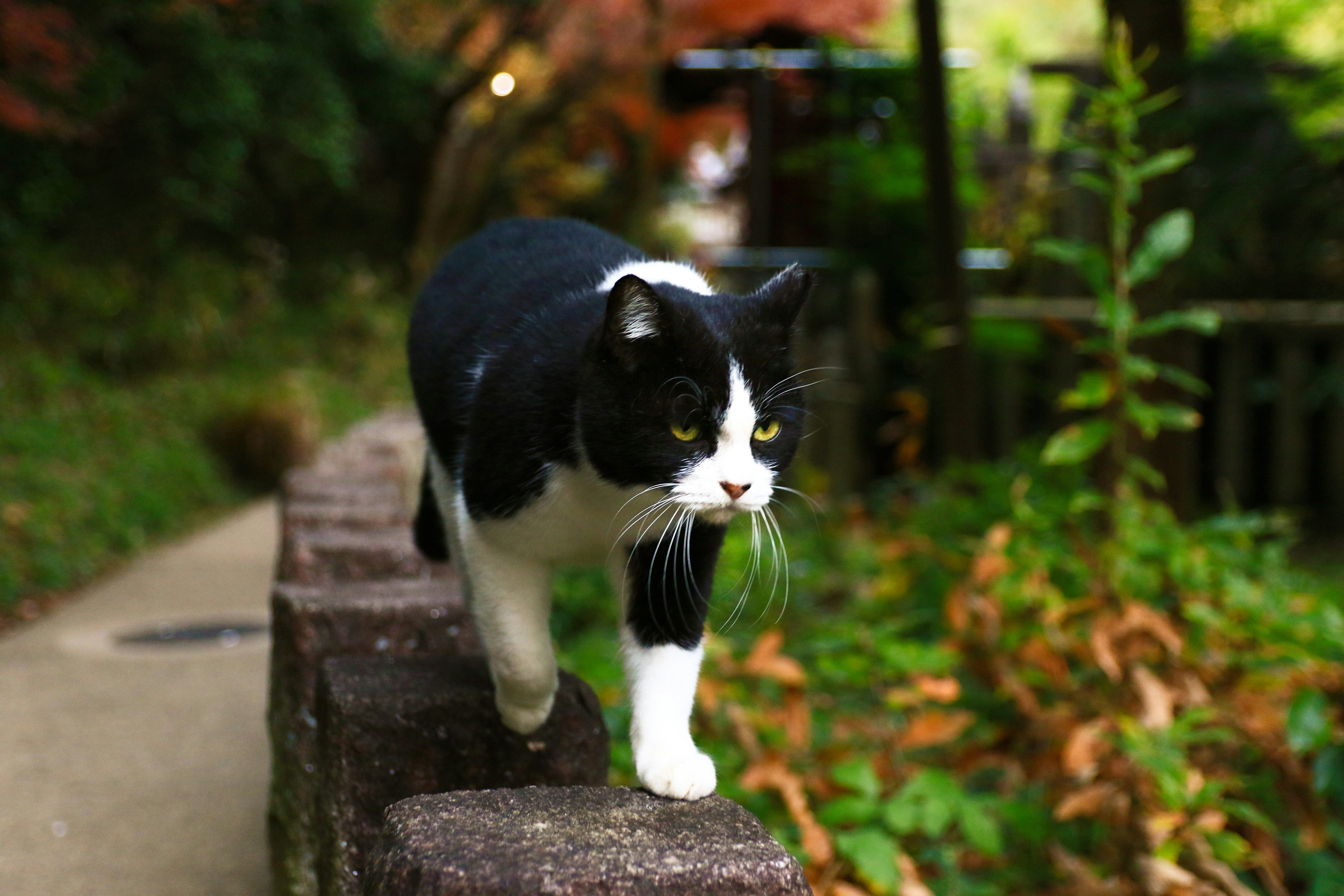 kucing hitam putih berdiri di anak tangga batu di taman