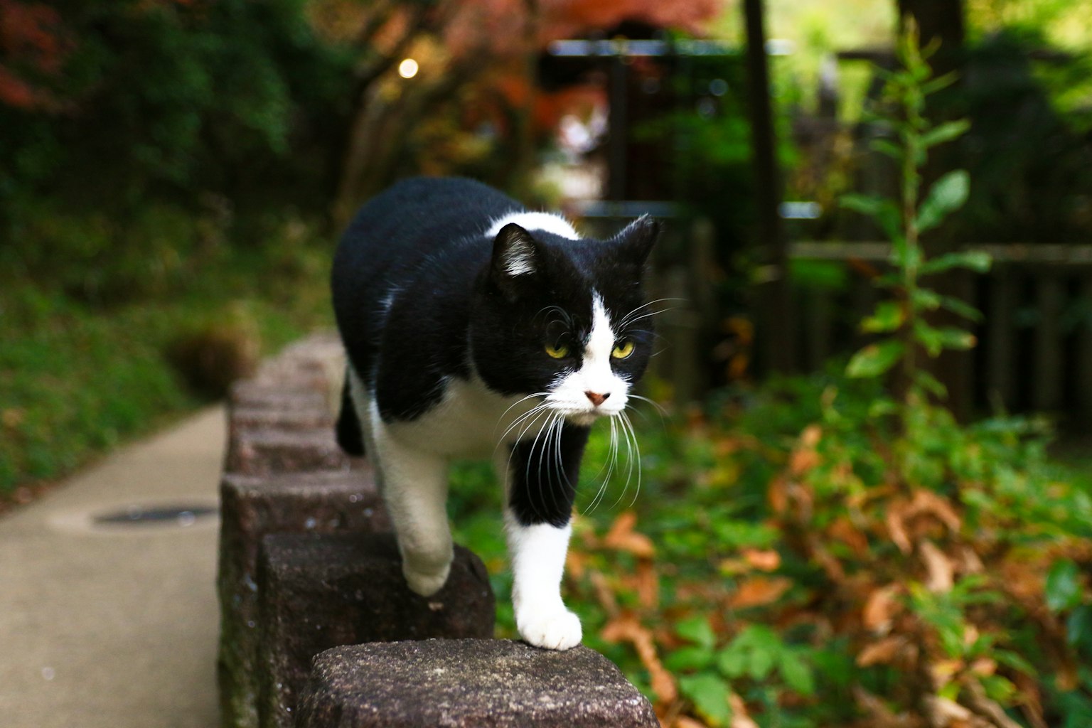 Eine schwarz-weiße Katze, die auf einem Weg mit grünem Hintergrund läuft